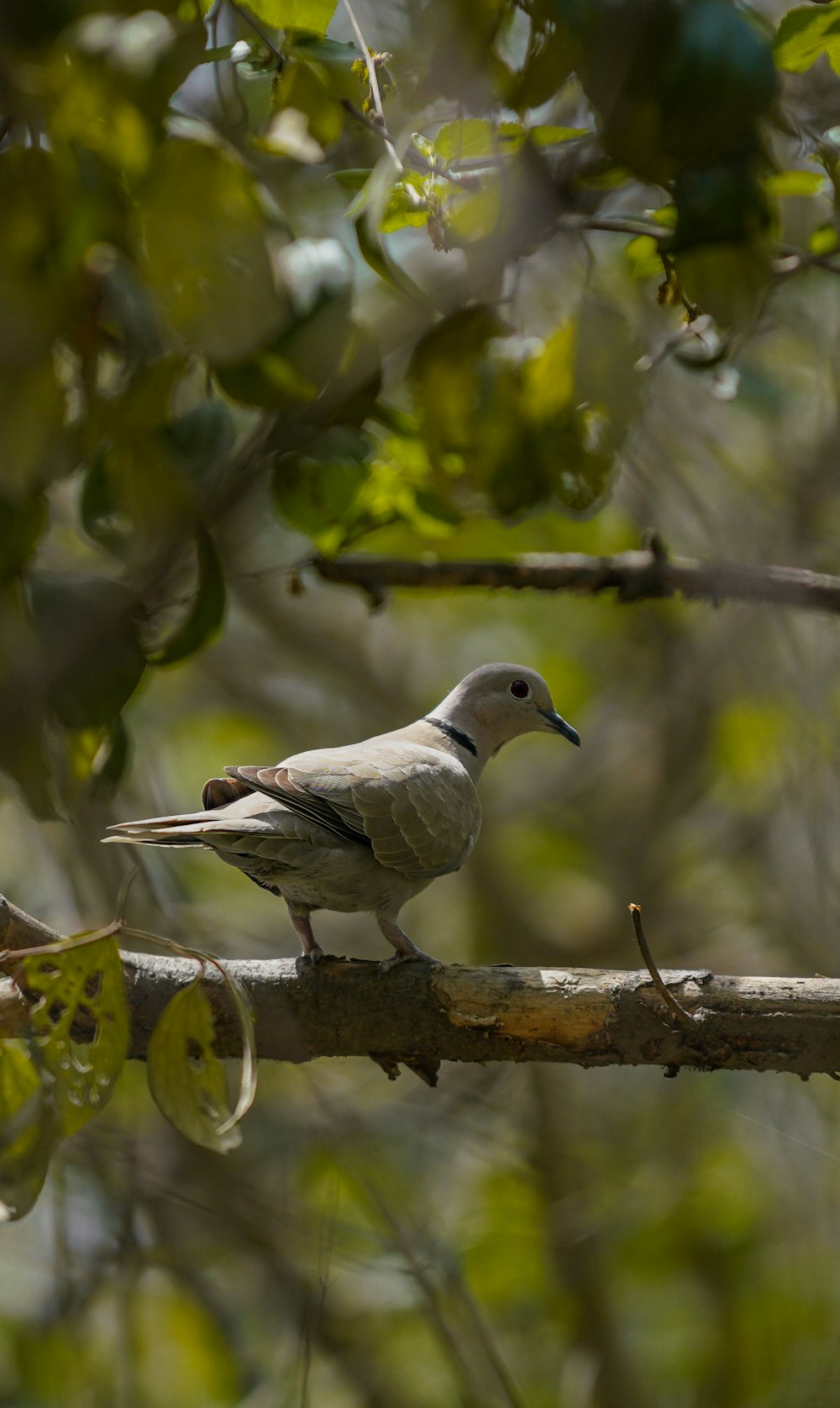 Un pájaro sentado en una rama en un árbol
