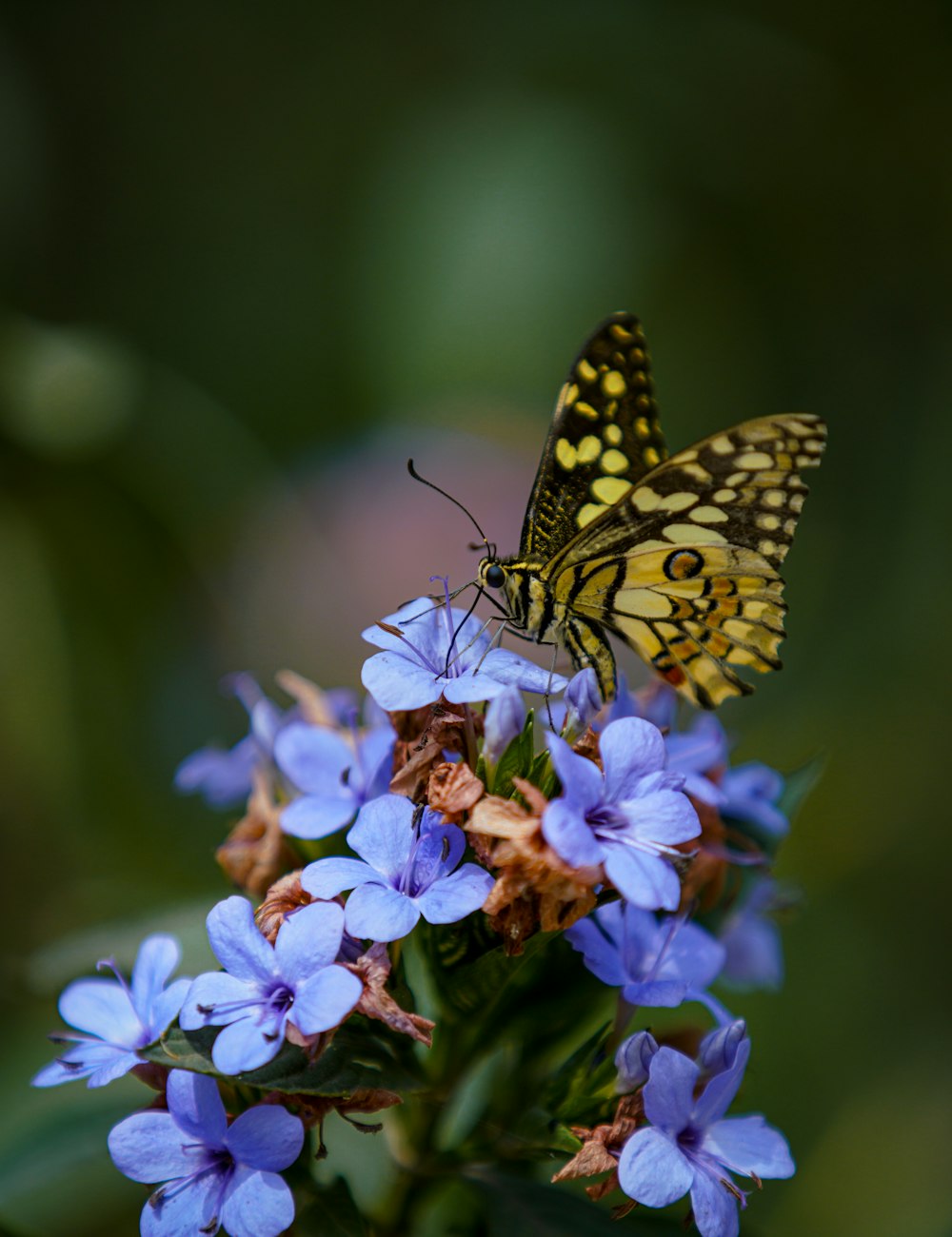 a butterfly sitting on top of a purple flower