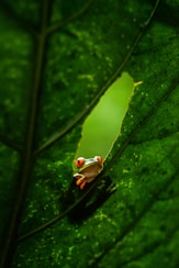 a red eyed tree frog sitting on a green leaf