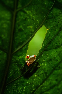 a red eyed tree frog sitting on a green leaf
