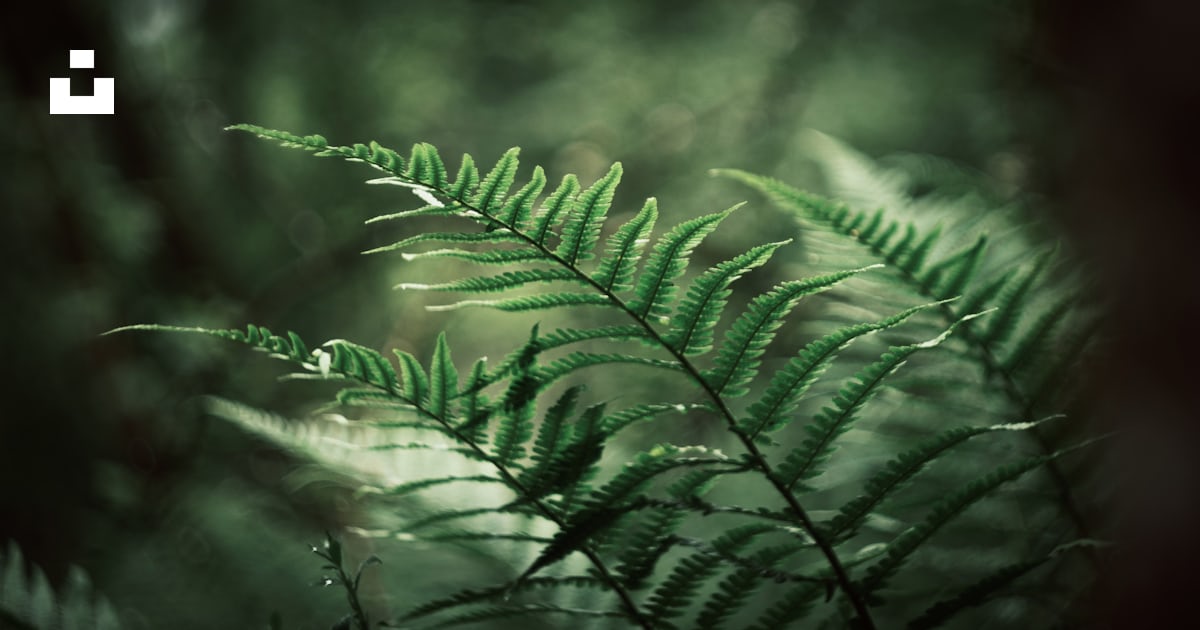 Imagen gratuita Vosgos en Unsplash