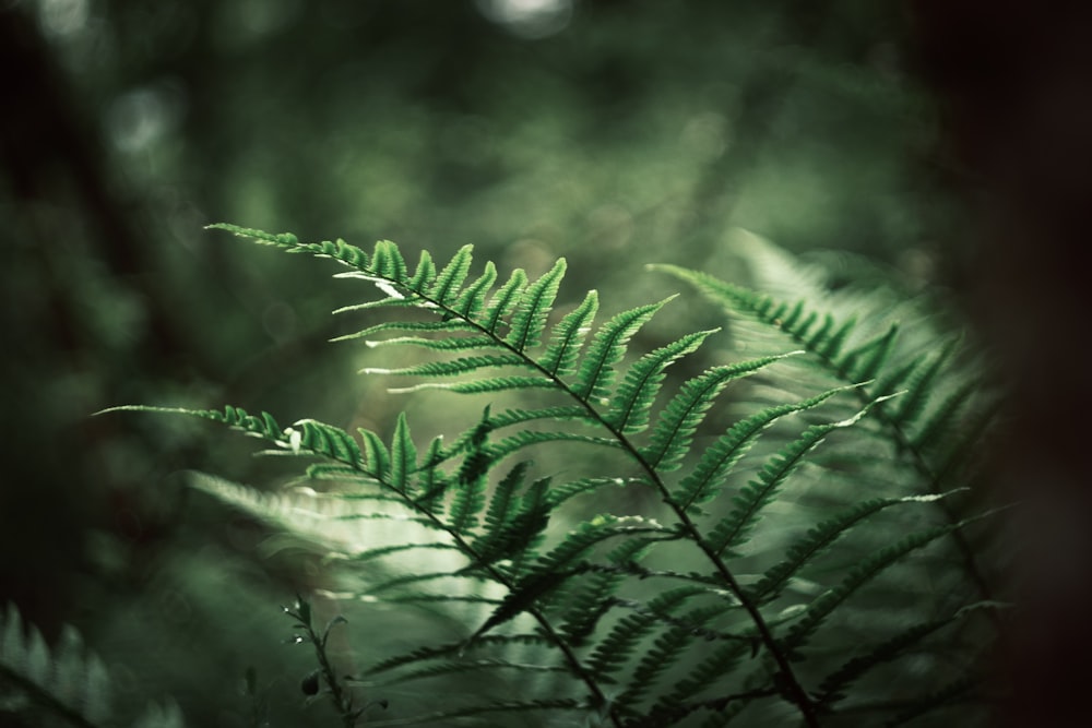 a close up of a fern leaf in a forest