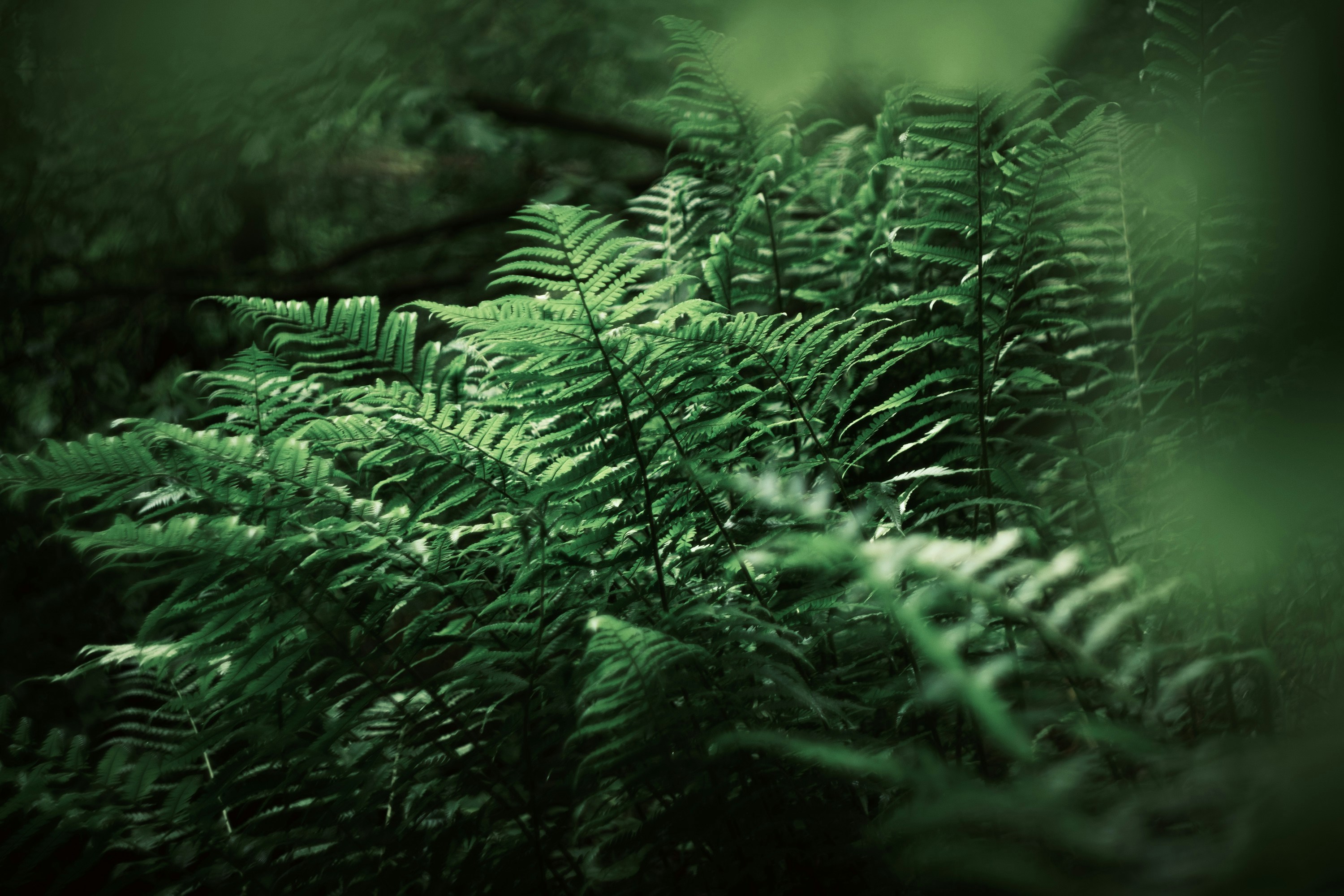 a close up of a green plant with lots of leaves
