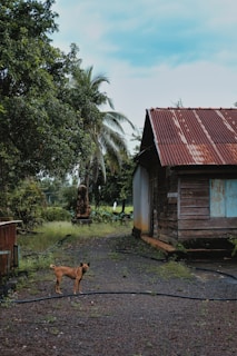 A rustic scene featuring a small dog standing on a gravel path in front of an old wooden house with a rusted metal roof. The house is surrounded by lush green trees, including a prominent palm tree, under a partly cloudy sky.