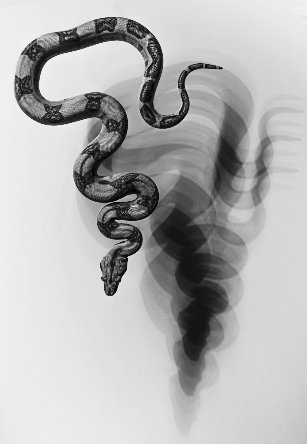 a black and white photo of a snake
