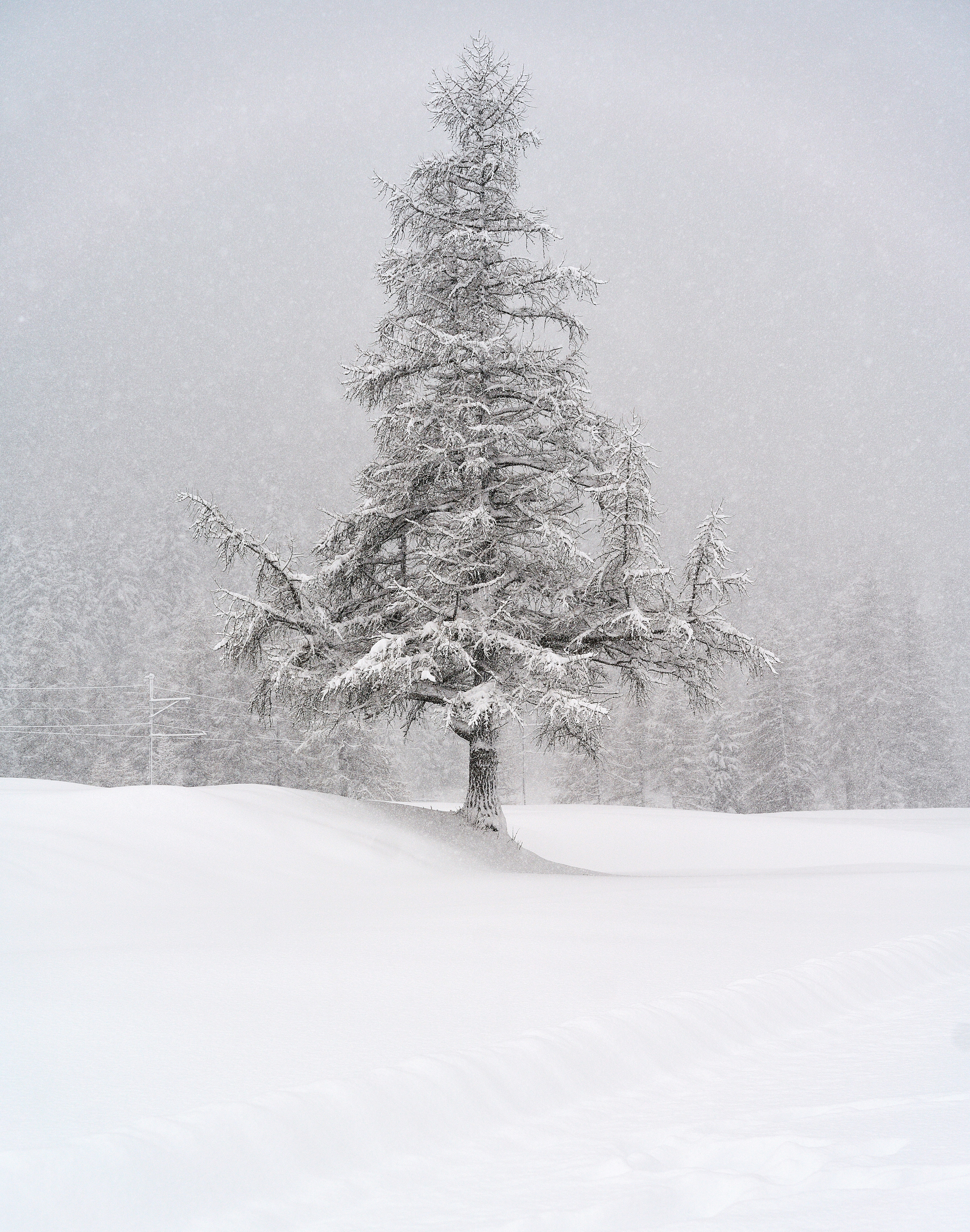 a lone pine tree in a snowy landscape