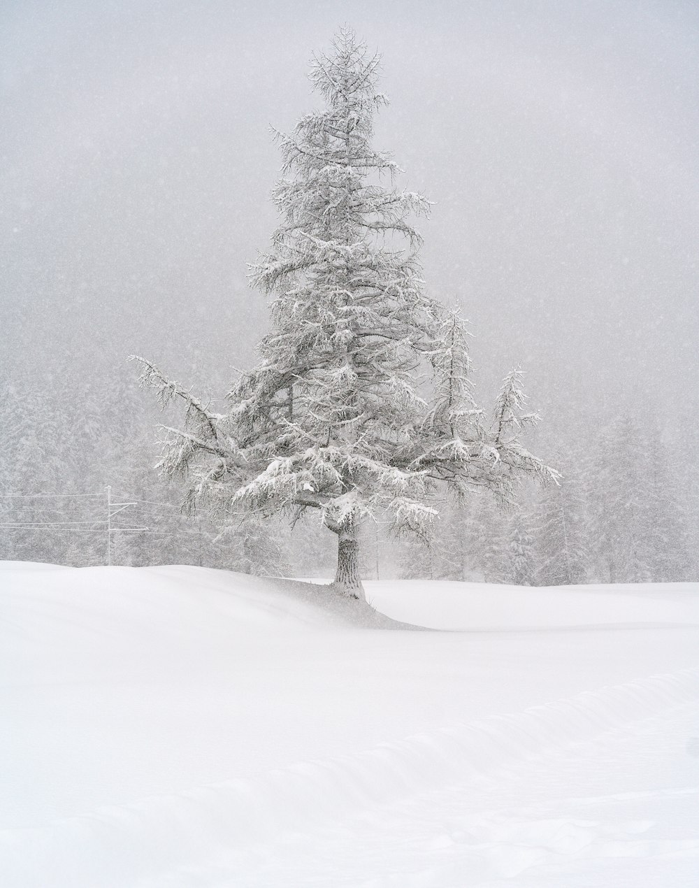 a lone pine tree in a snowy landscape