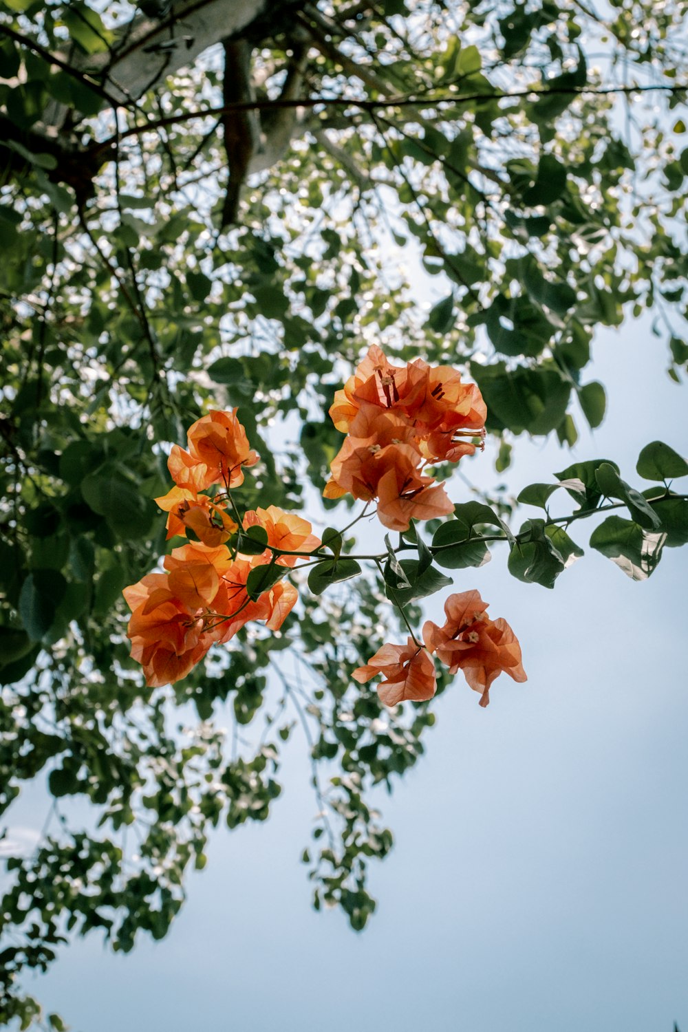 orange flowers are blooming on a tree branch