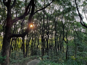 Sunlight filtering through forest trees along a winding hiking trail.