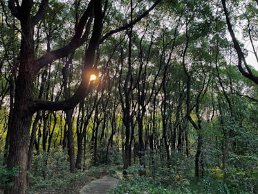 Sunlight filtering through forest trees along a winding hiking trail.