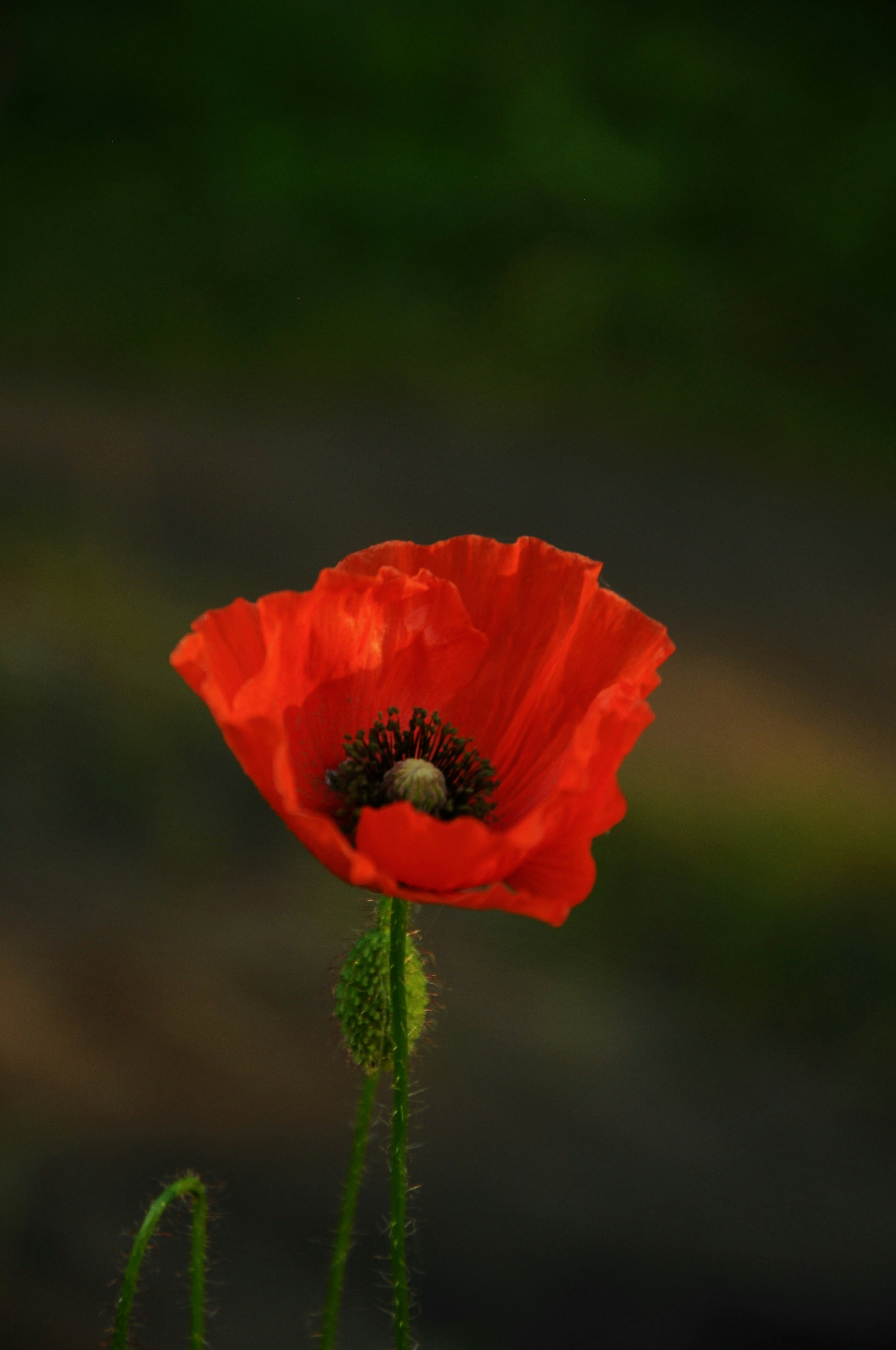 Photo by oinua