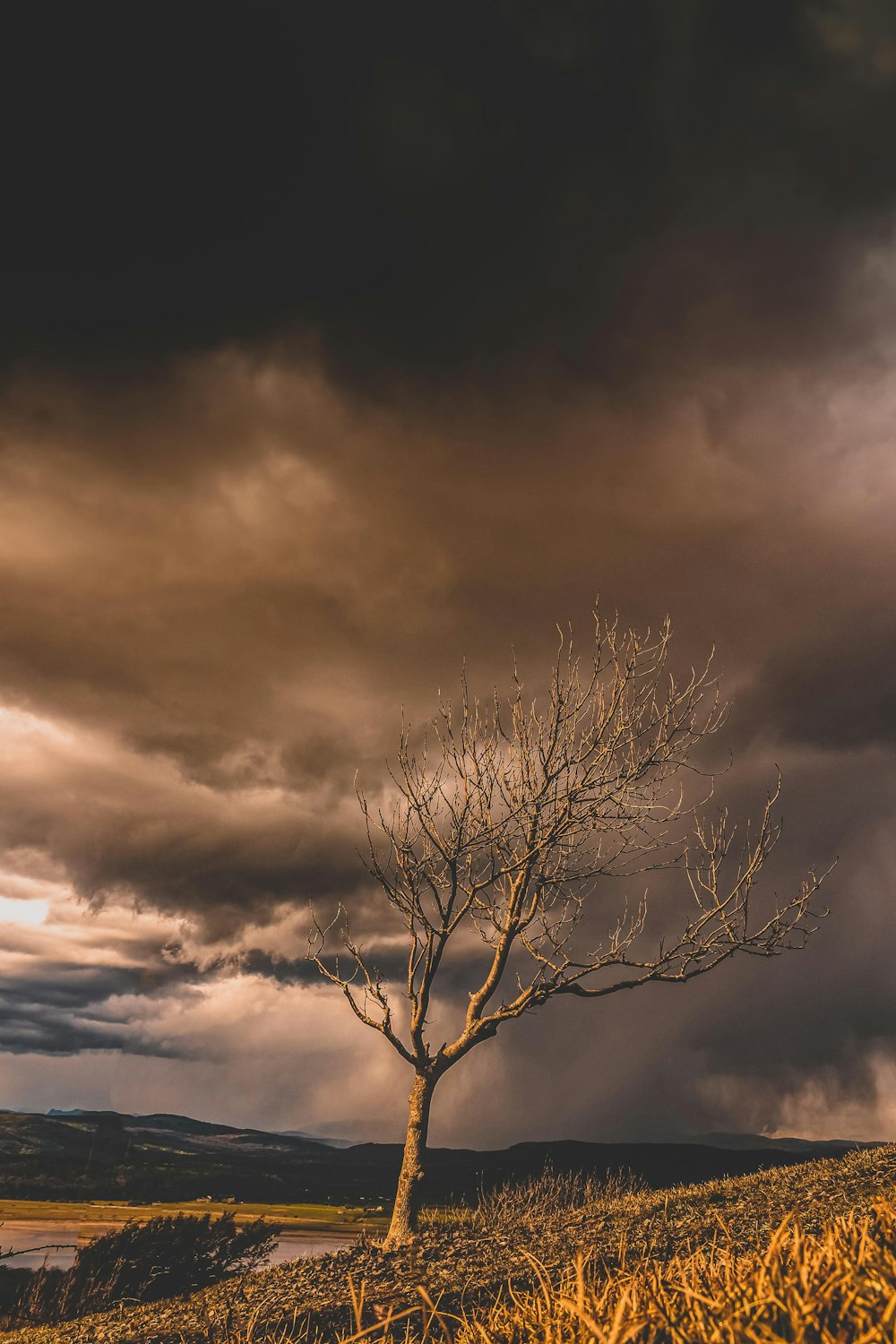 a lone tree on a hill under a cloudy sky