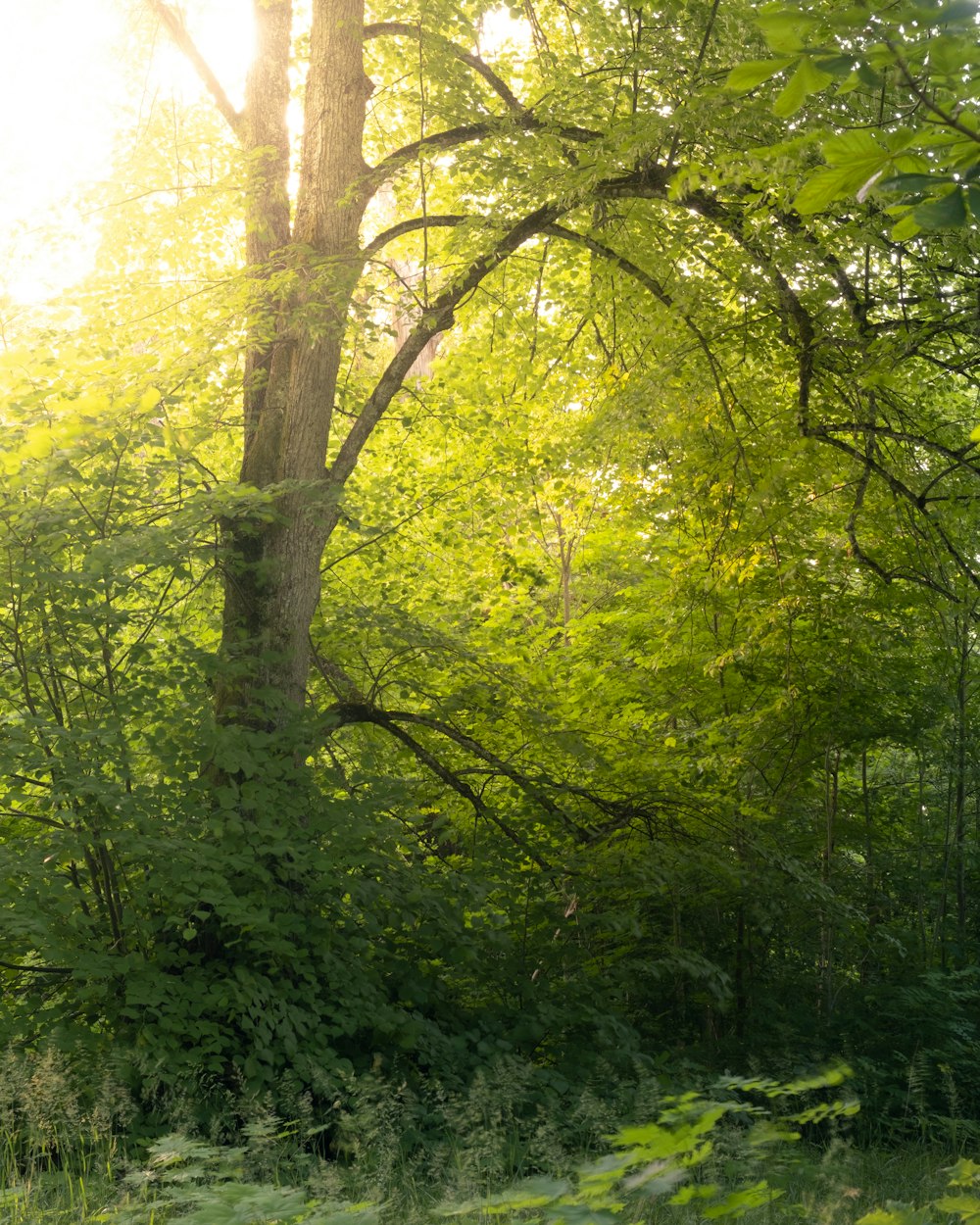 a bench sitting in the middle of a forest