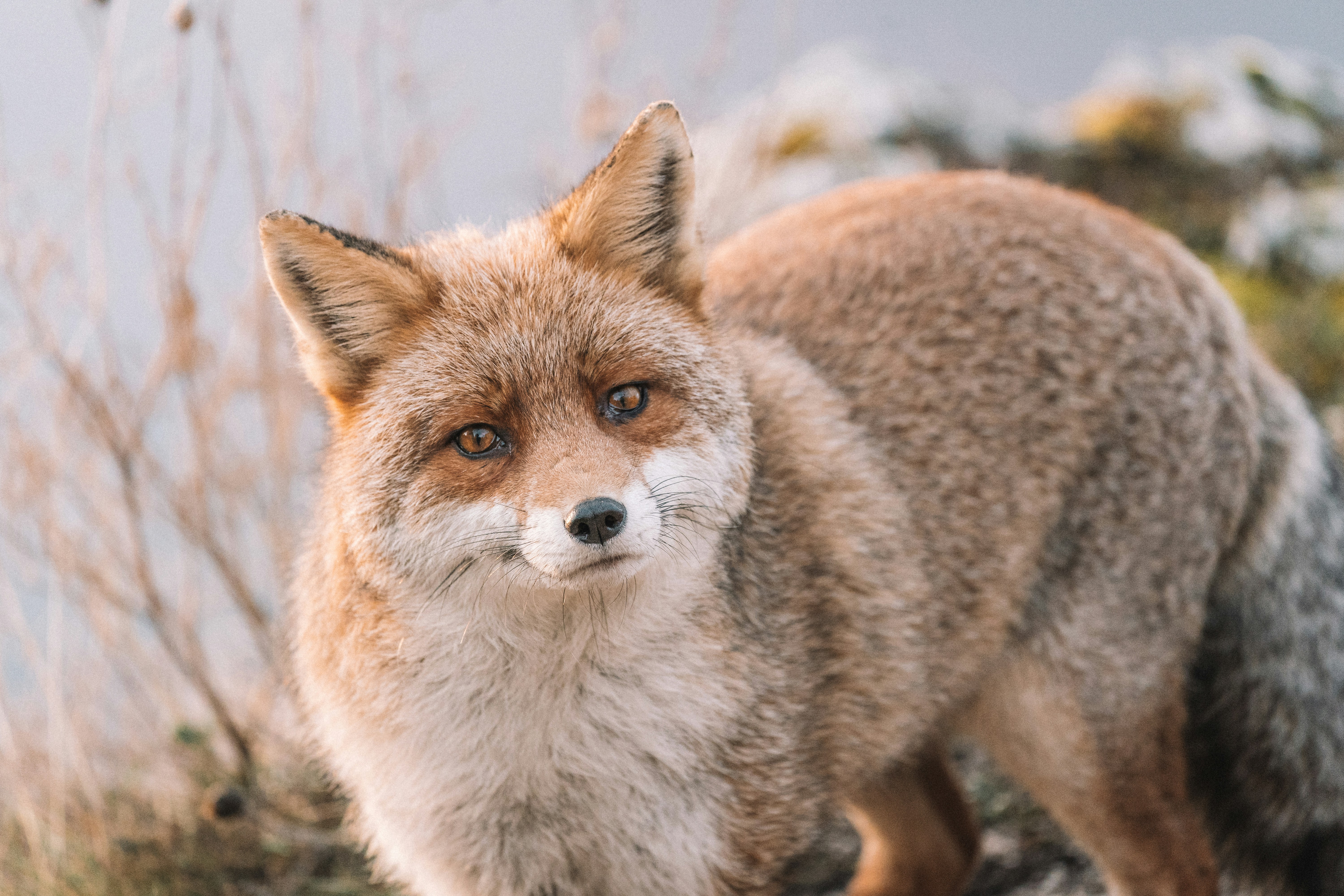 昼間は雪に覆われた地面に茶色のキツネの写真 Unsplashで見つける動物の無料写真