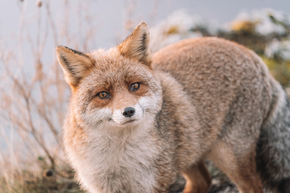 a close up of a fox on a field