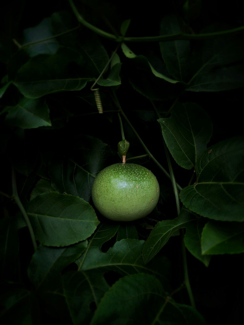 a green apple sitting on top of a leaf covered tree