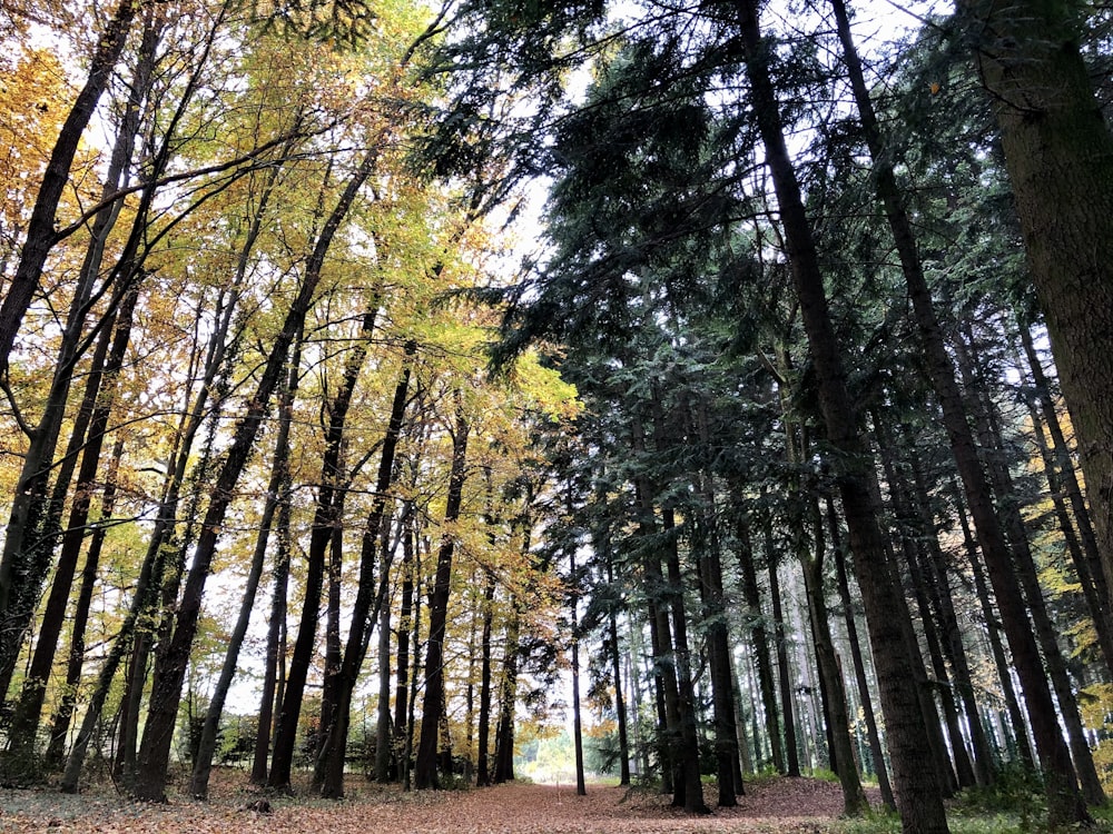 a path in the middle of a forest with lots of trees