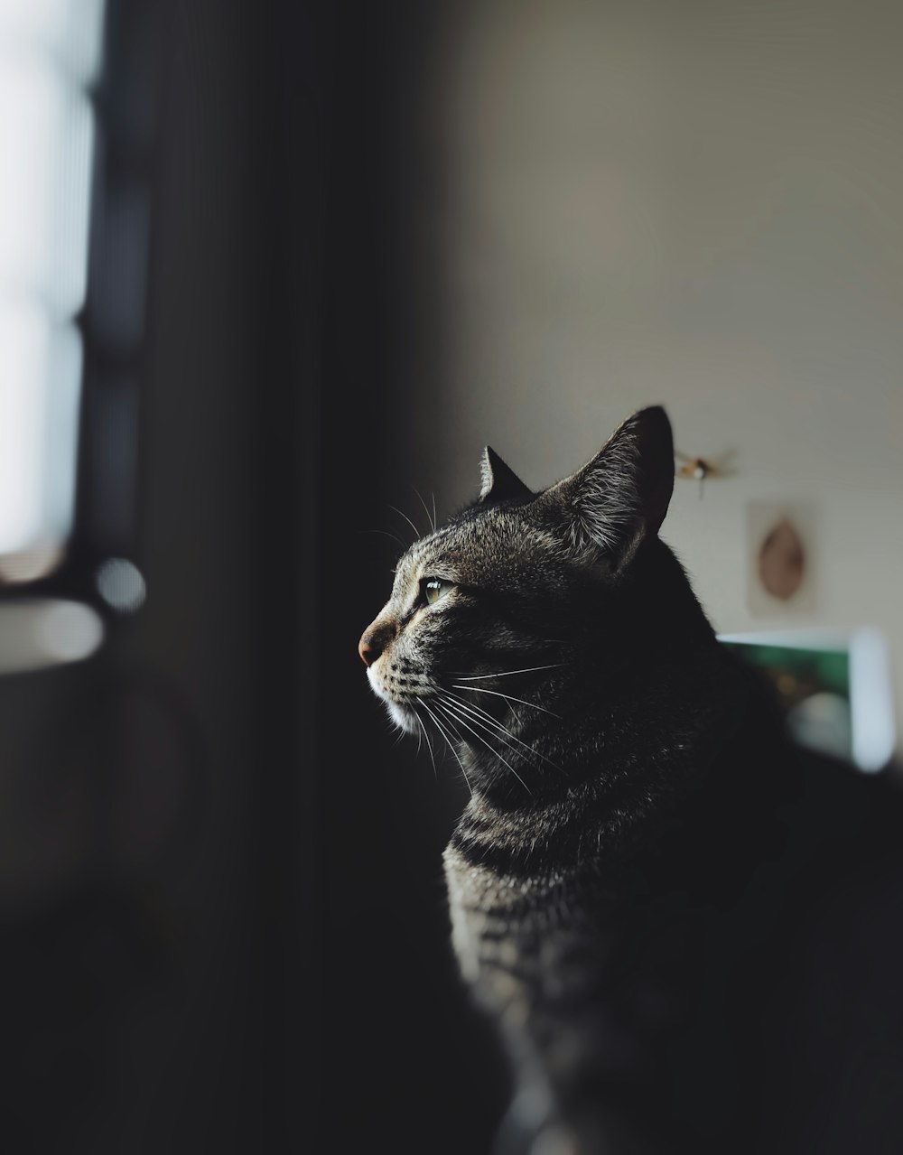 a cat sitting on top of a bed next to a window