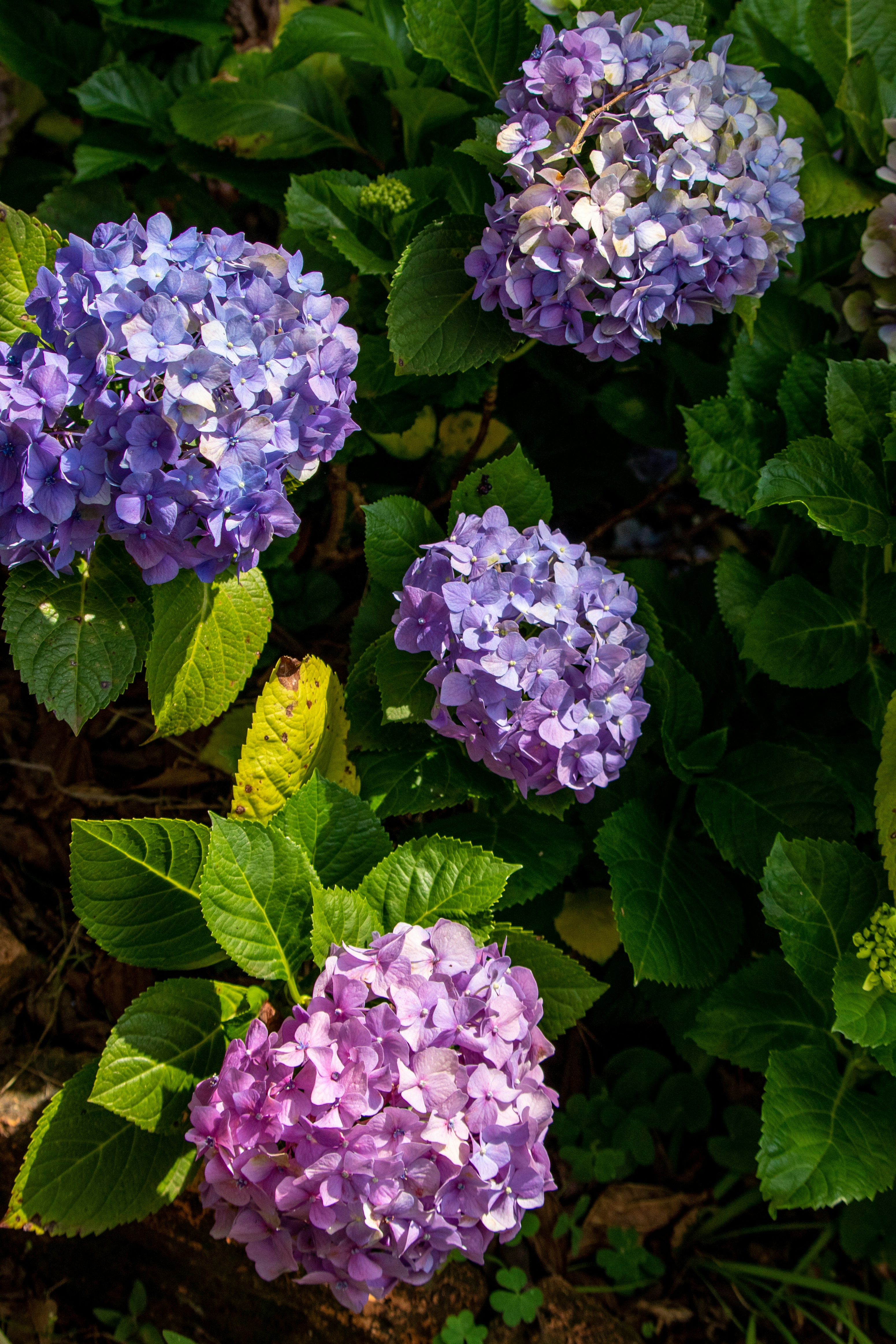 Photo by carolzanini