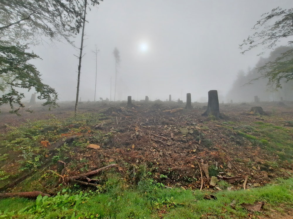 a foggy forest with trees and stumps in the foreground