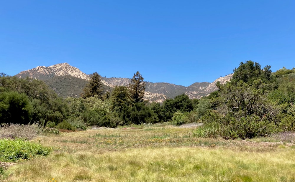 a grassy field with mountains in the background