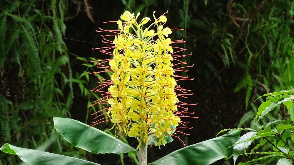 a yellow flower with red stamens and green leaves