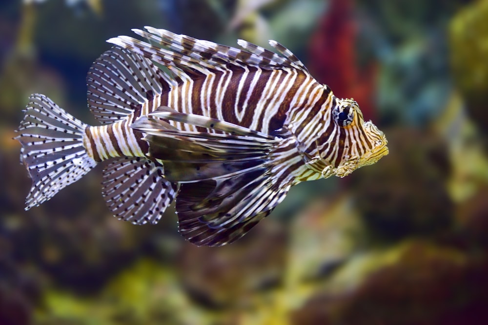 a close up of a fish in an aquarium