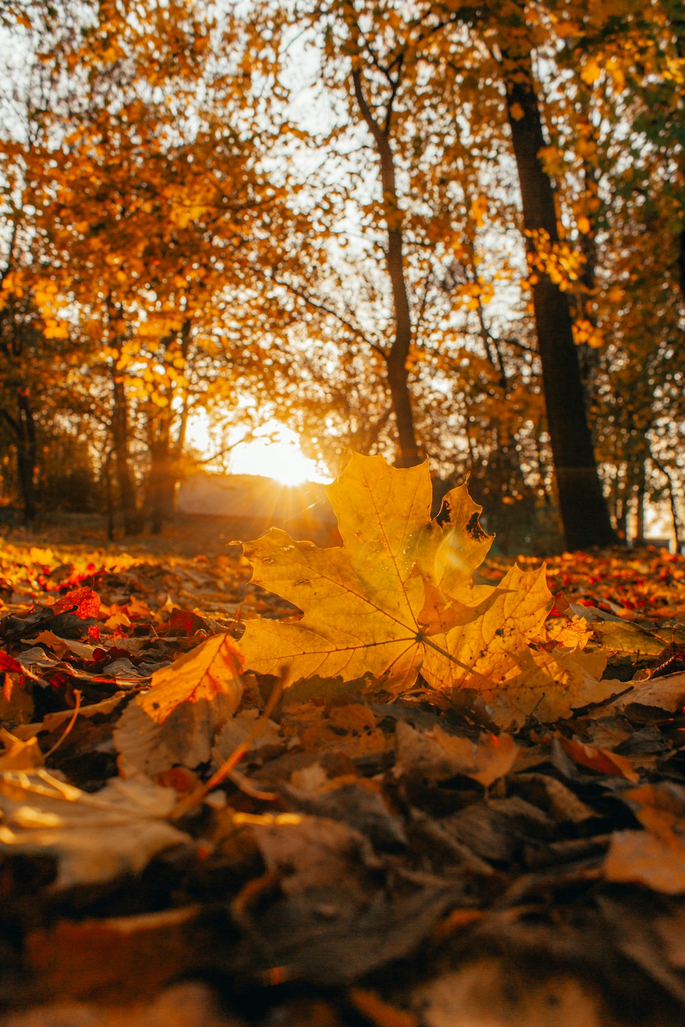 a leaf laying on the ground in a forest