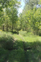 Pathway through lush green forest with dappled sunlight and wildflowers.
