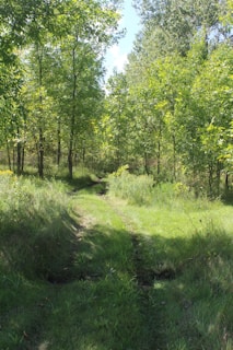 A picturesque forest trail in Kashmir, with sunlight filtering through lush green trees and blooming flowers.