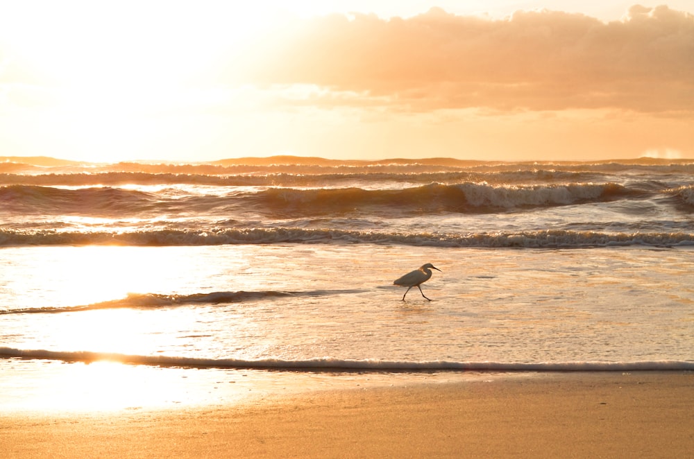 a bird walking on the beach at sunset