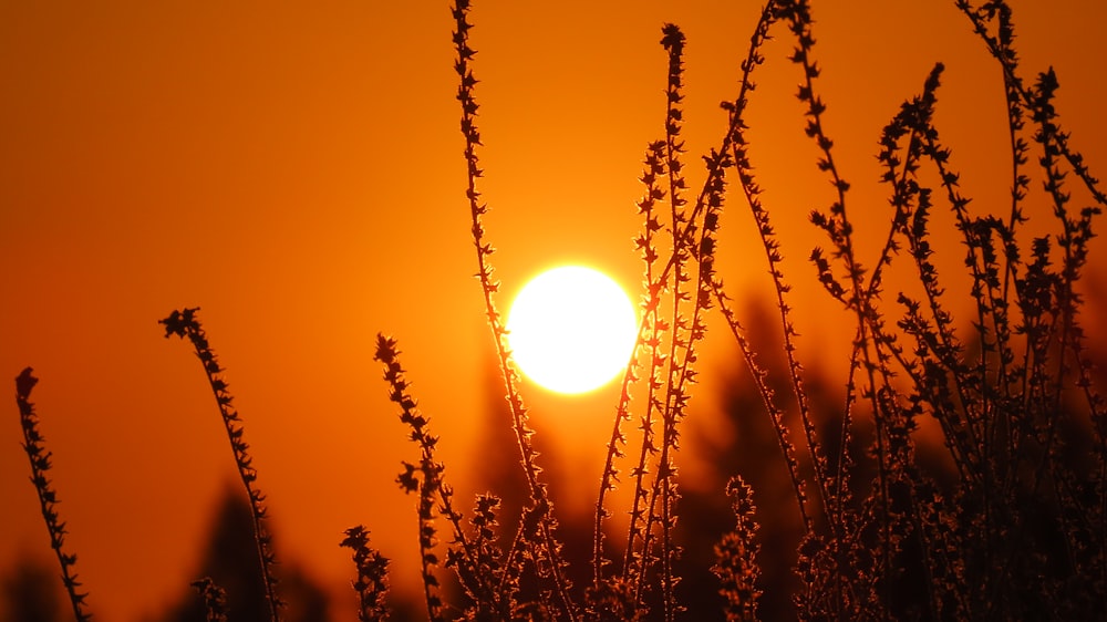 Le soleil se couche sur un champ d’herbe