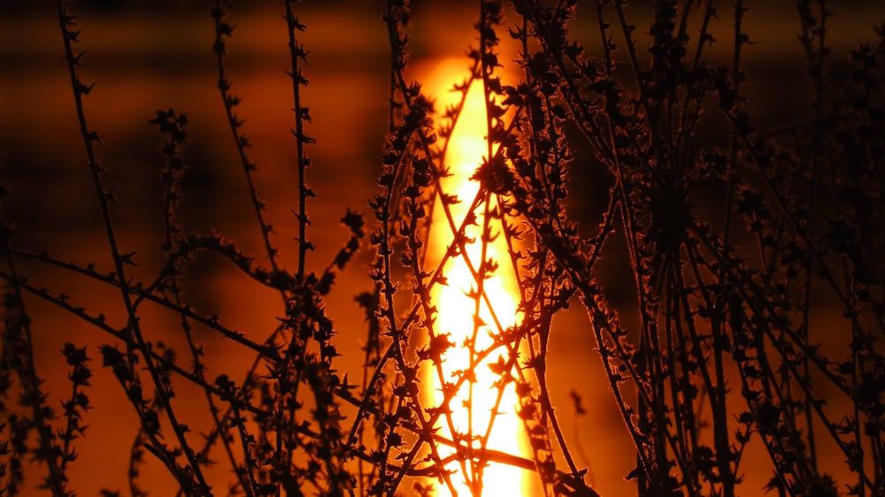 the sun shining through the branches of a tree