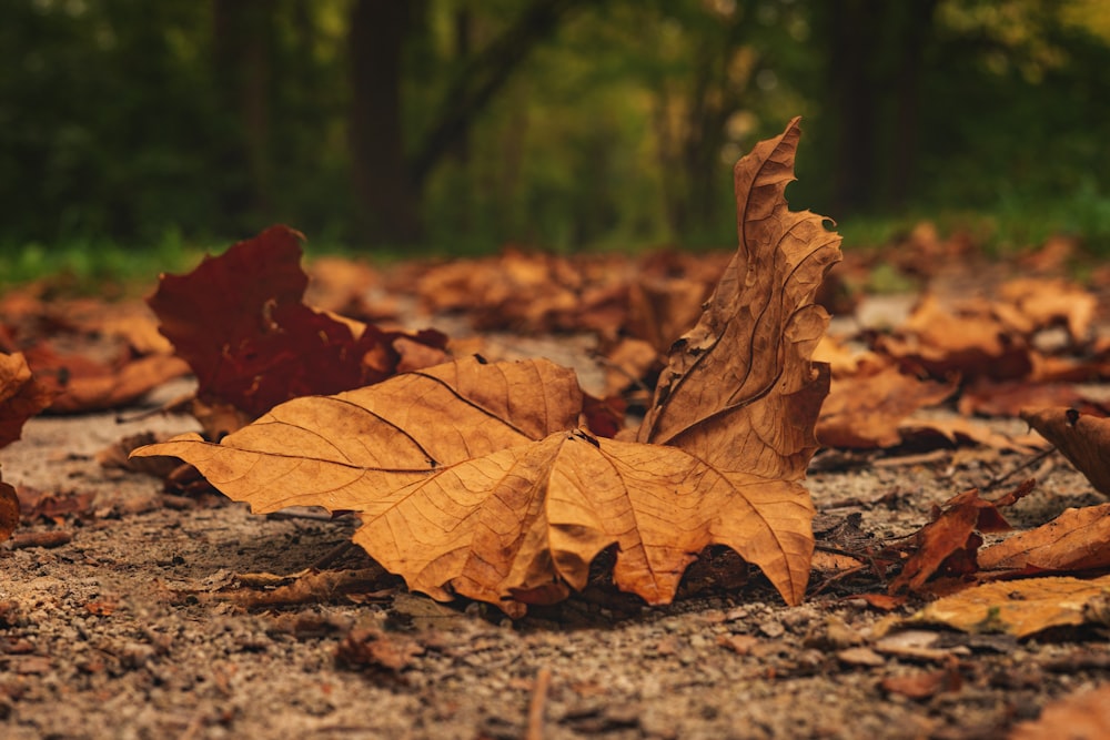 a leaf laying on the ground in a forest