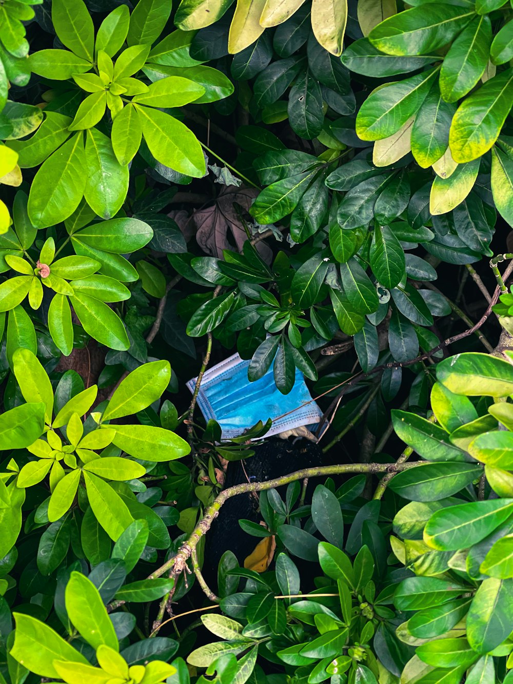 a blue birdhouse nestled among green leaves