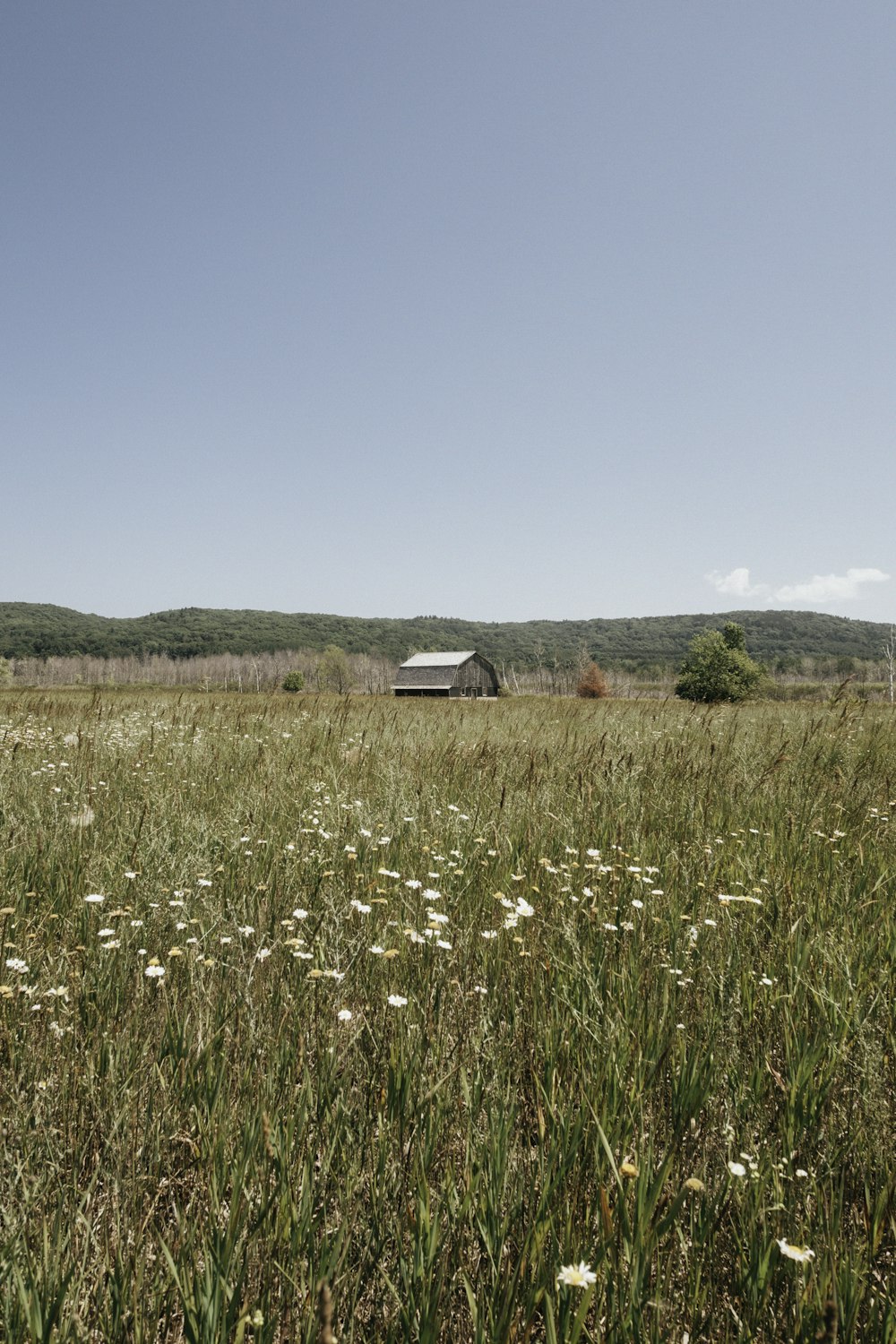 a grassy field with a barn in the distance