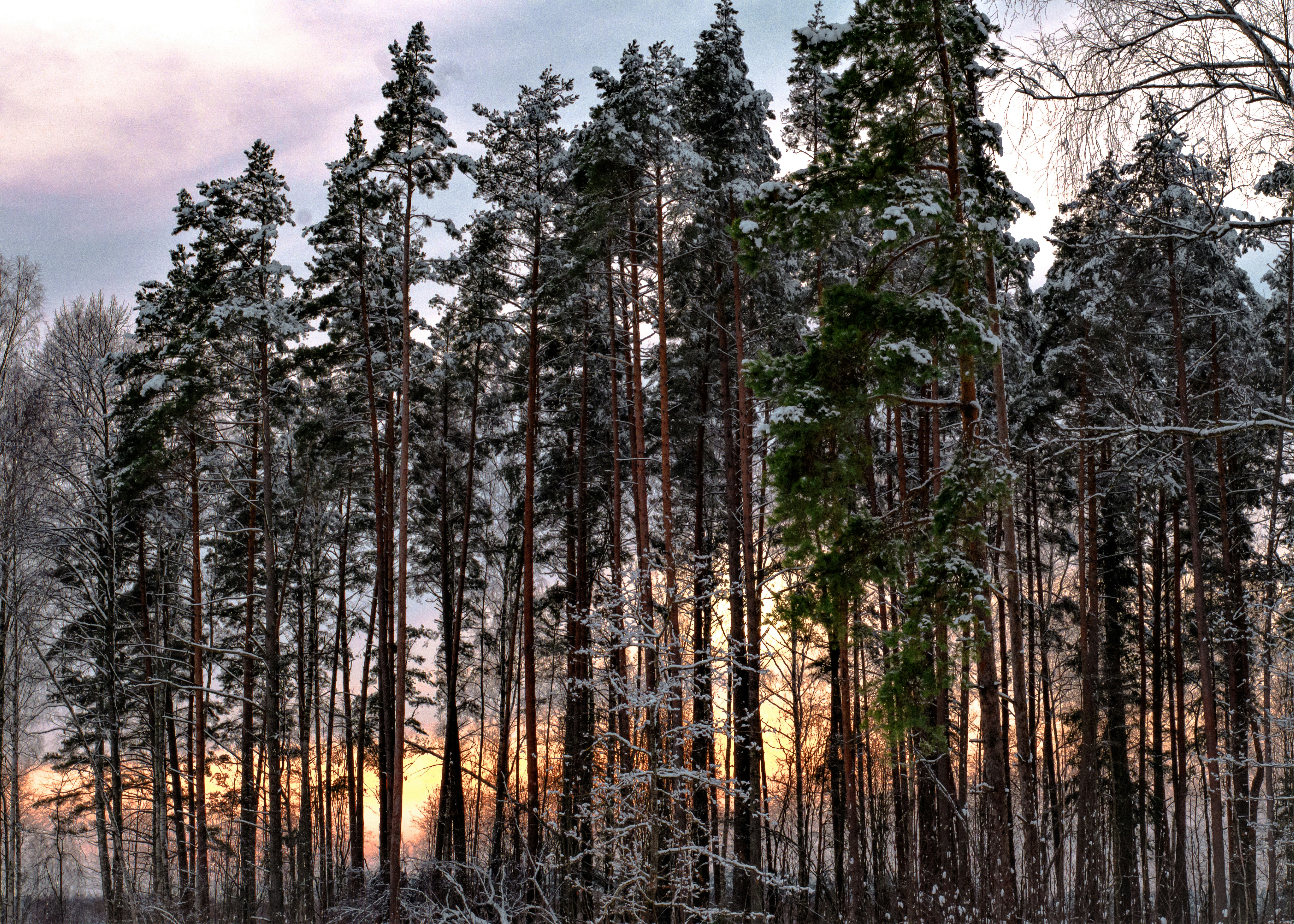 Photo by dmitry_vasilyev