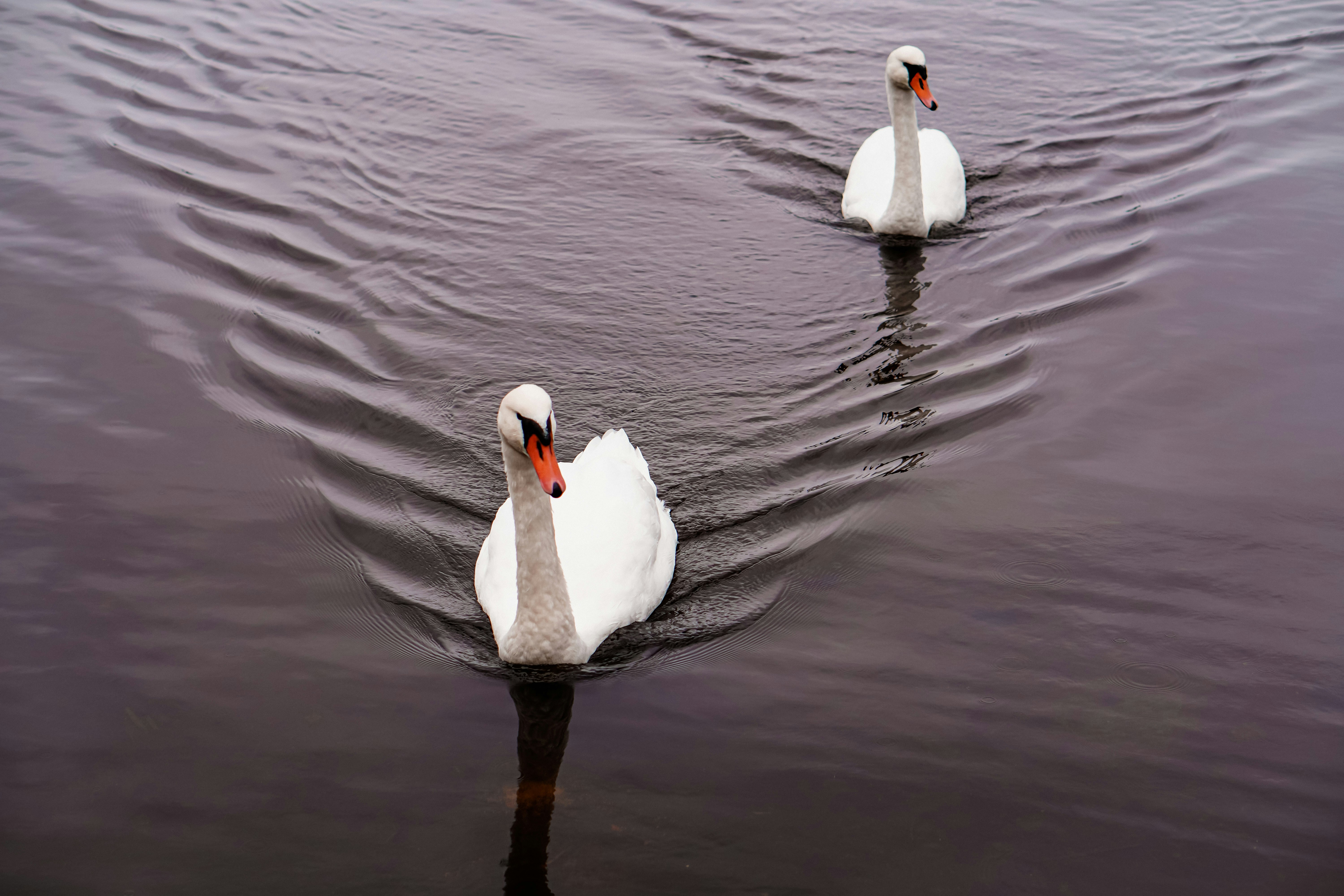Photo by dmitry_vasilyev