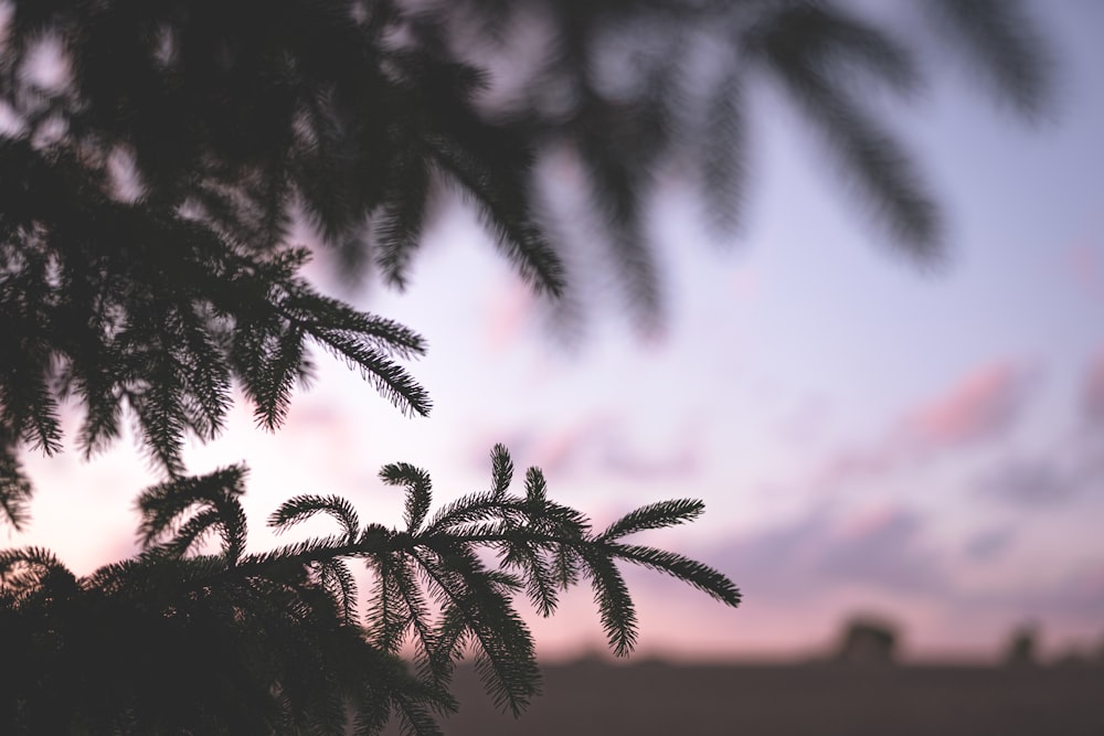 a close up of a tree branch with a sky in the background