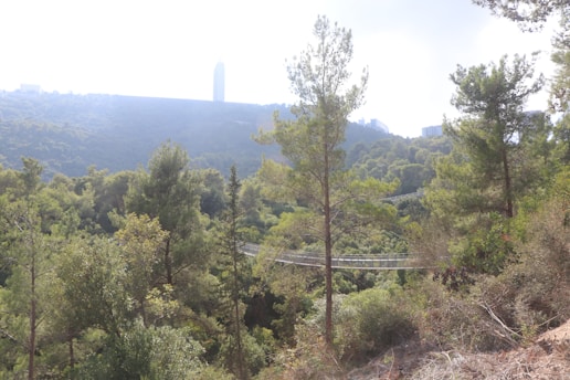 A dense forest landscape with a variety of green trees and foliage. In the background, a tall building is partially visible, along with some distant structures on a hill. A narrow, suspended pedestrian bridge stretches across the scene, blending into the natural setting.