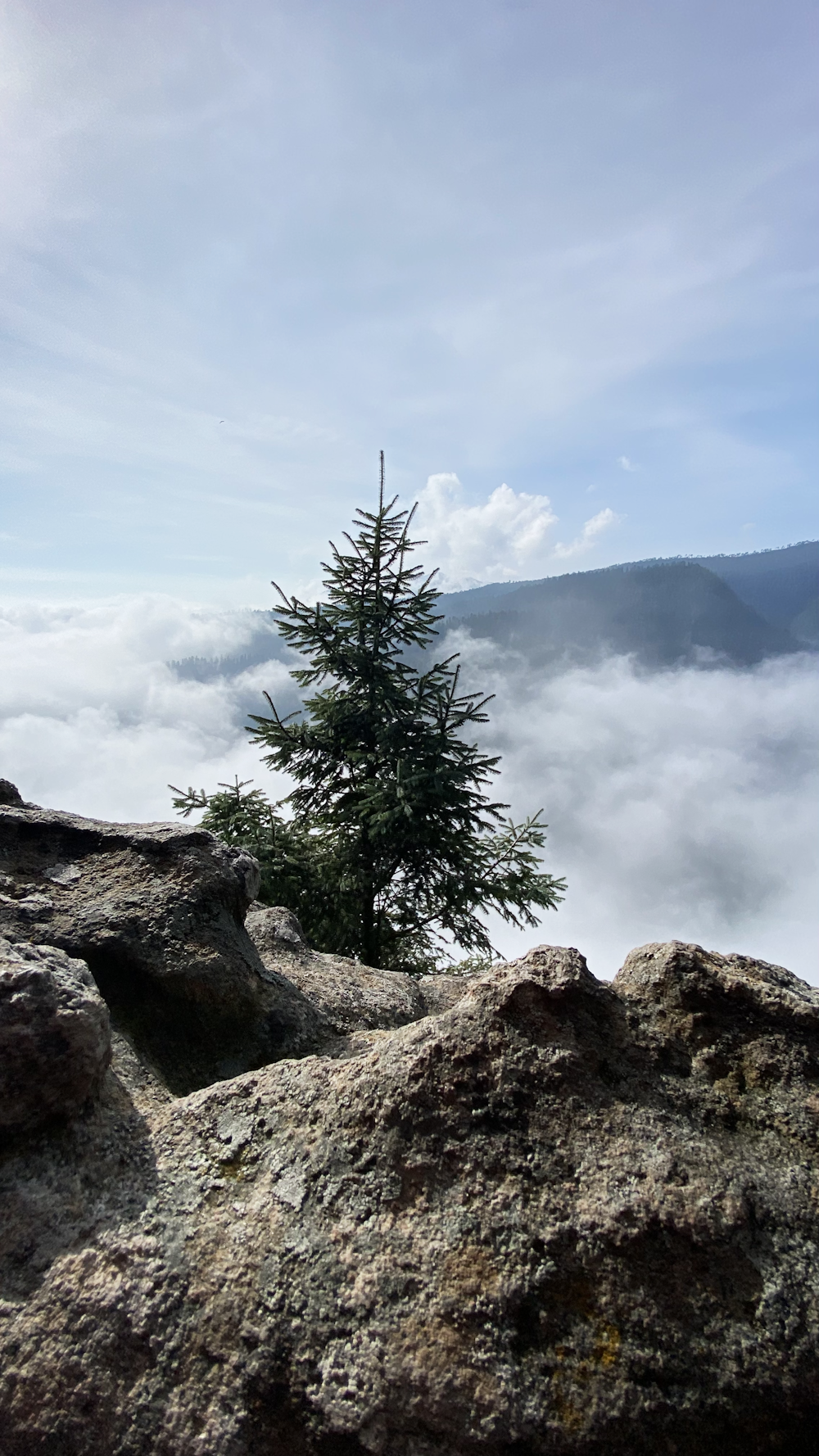 a lone pine tree on top of a mountain