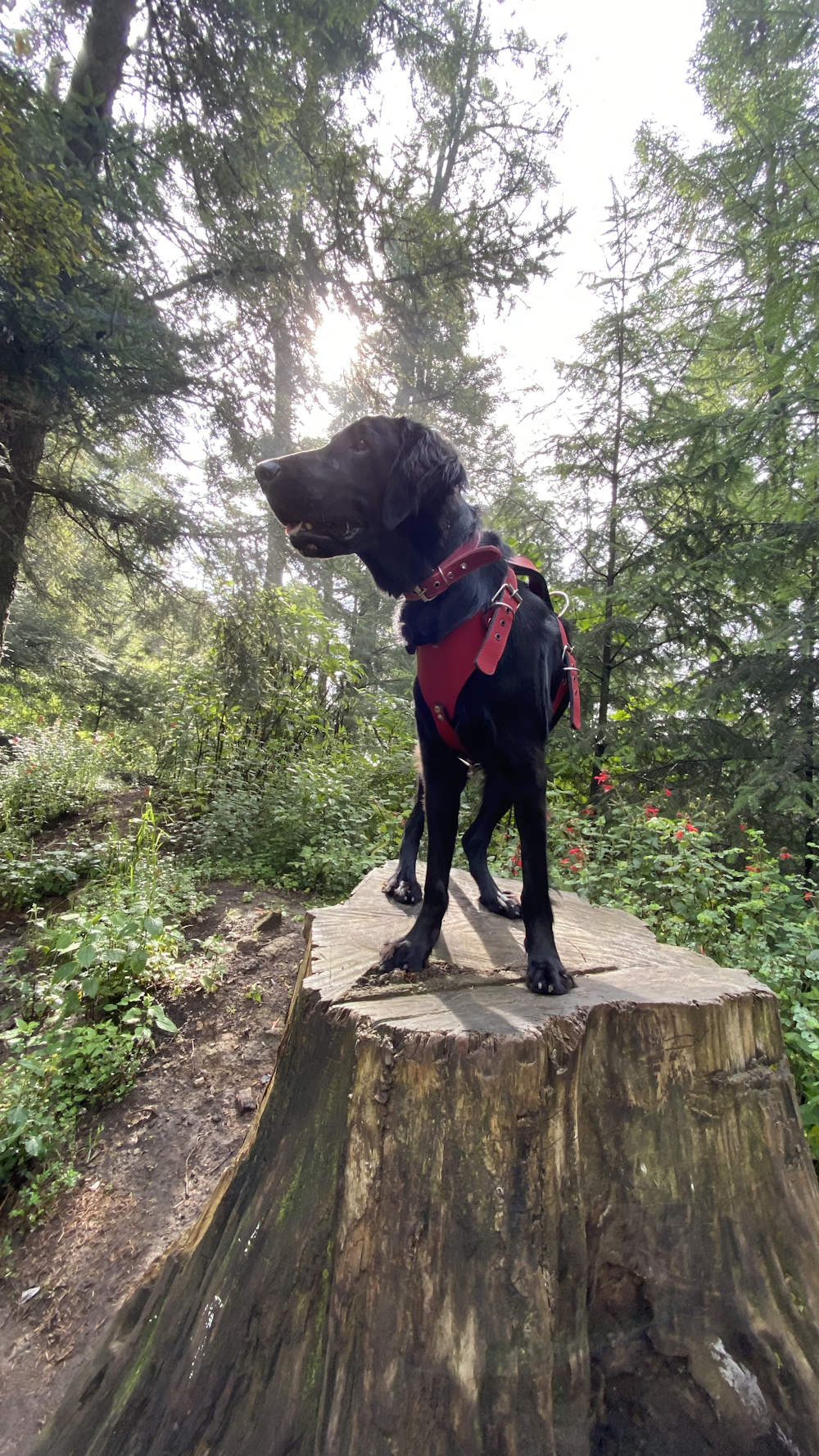 a black dog standing on top of a tree stump
