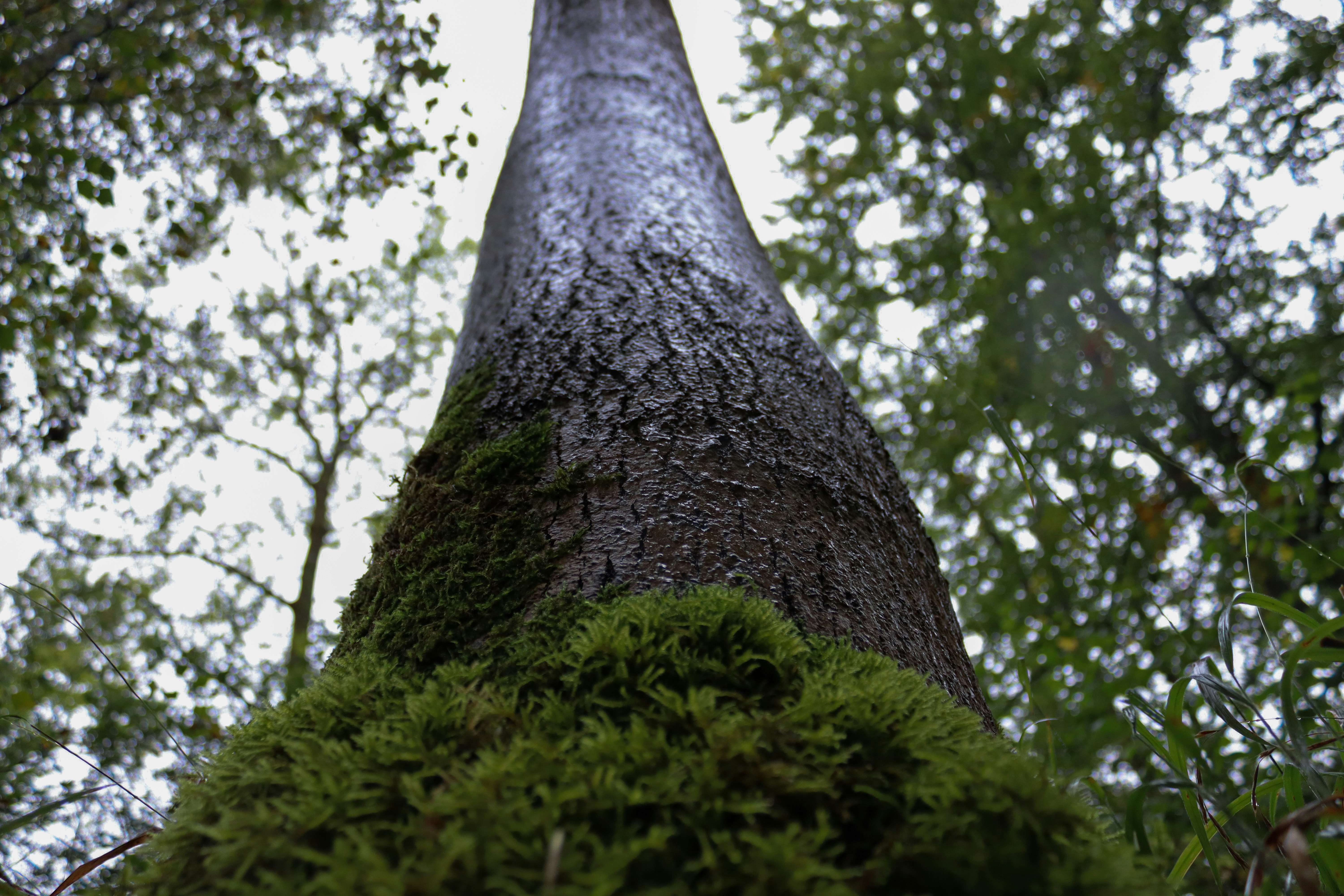 Photo by mihaioprisor