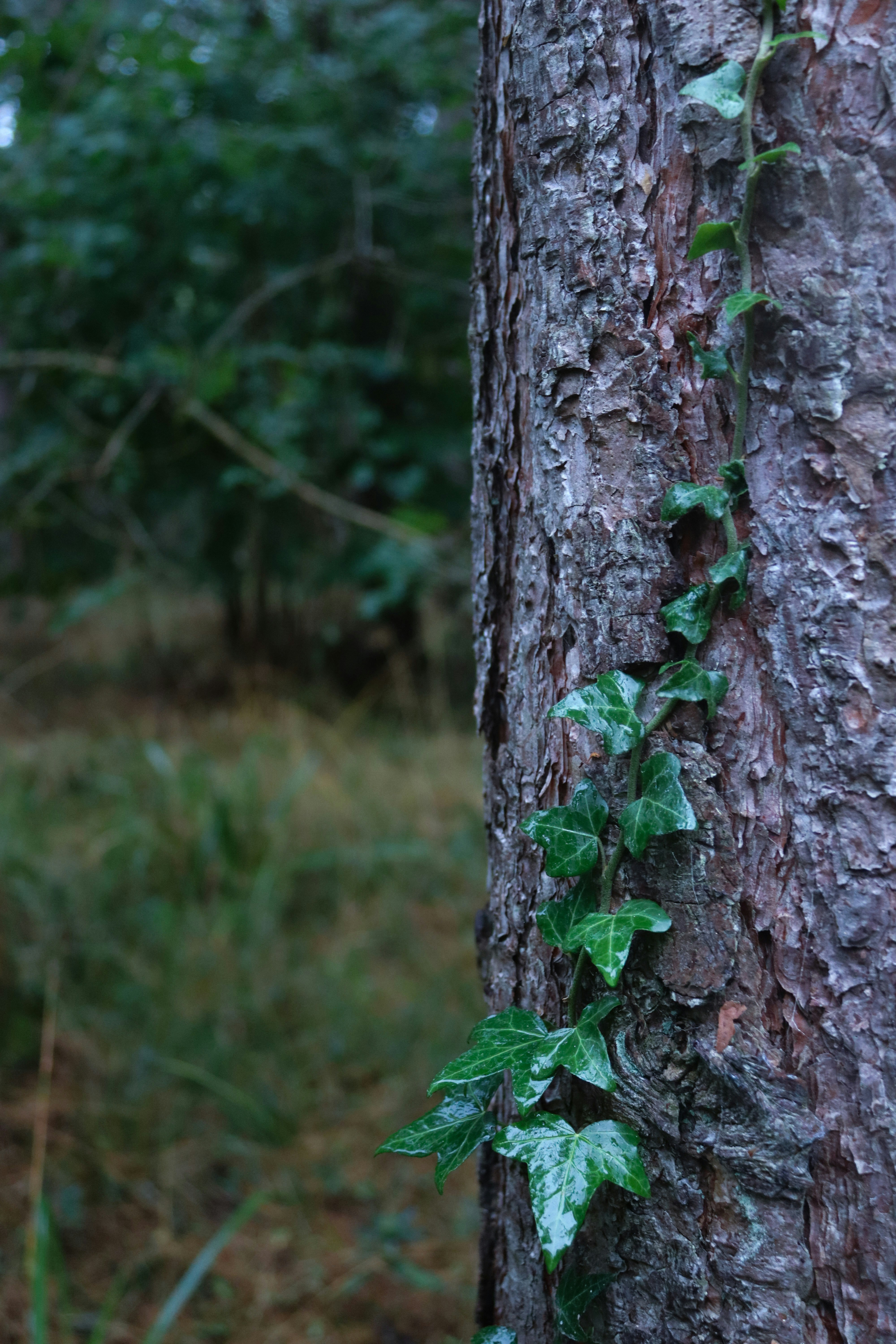 a tree trunk with a vine growing on it