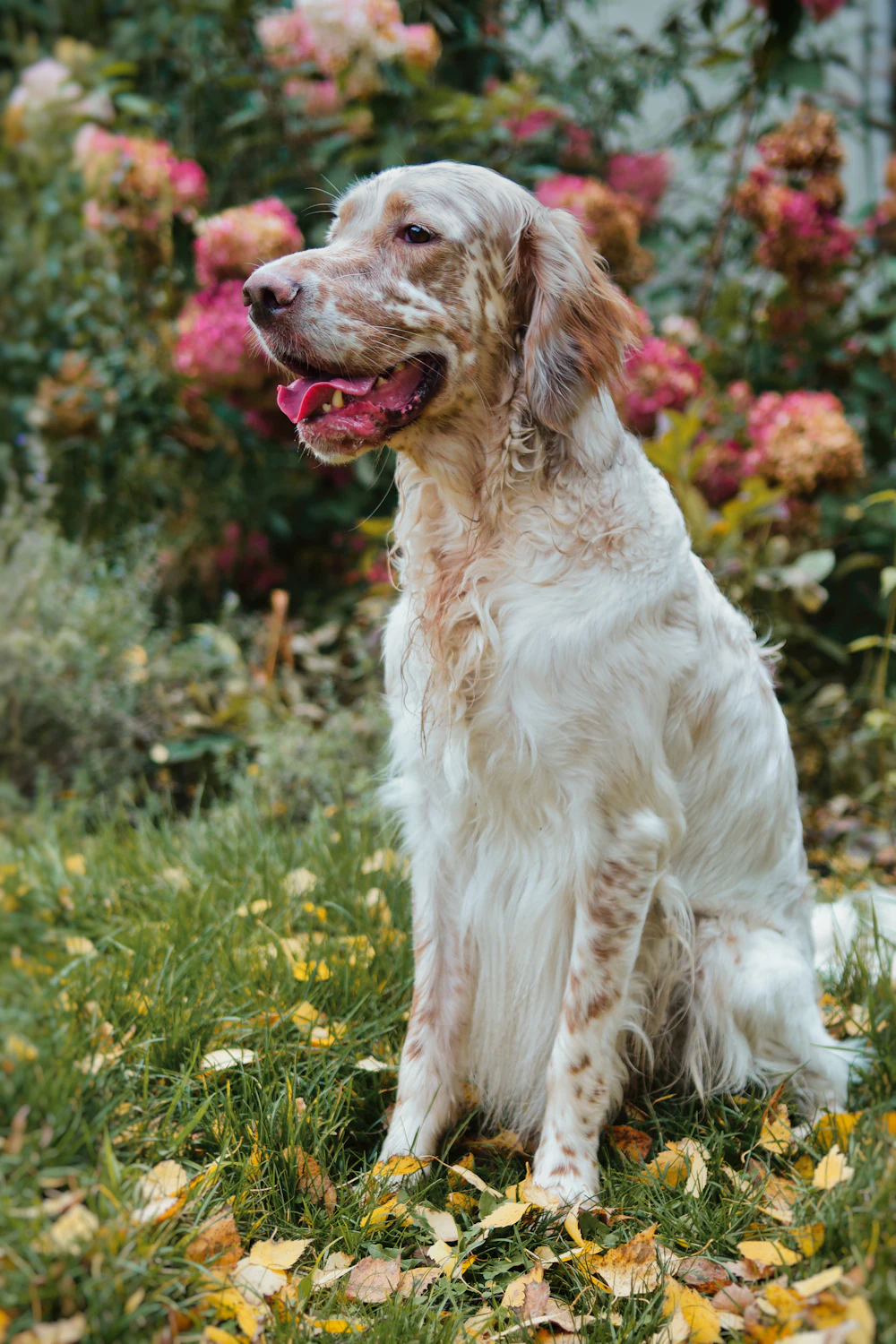 English Setter, photo 5