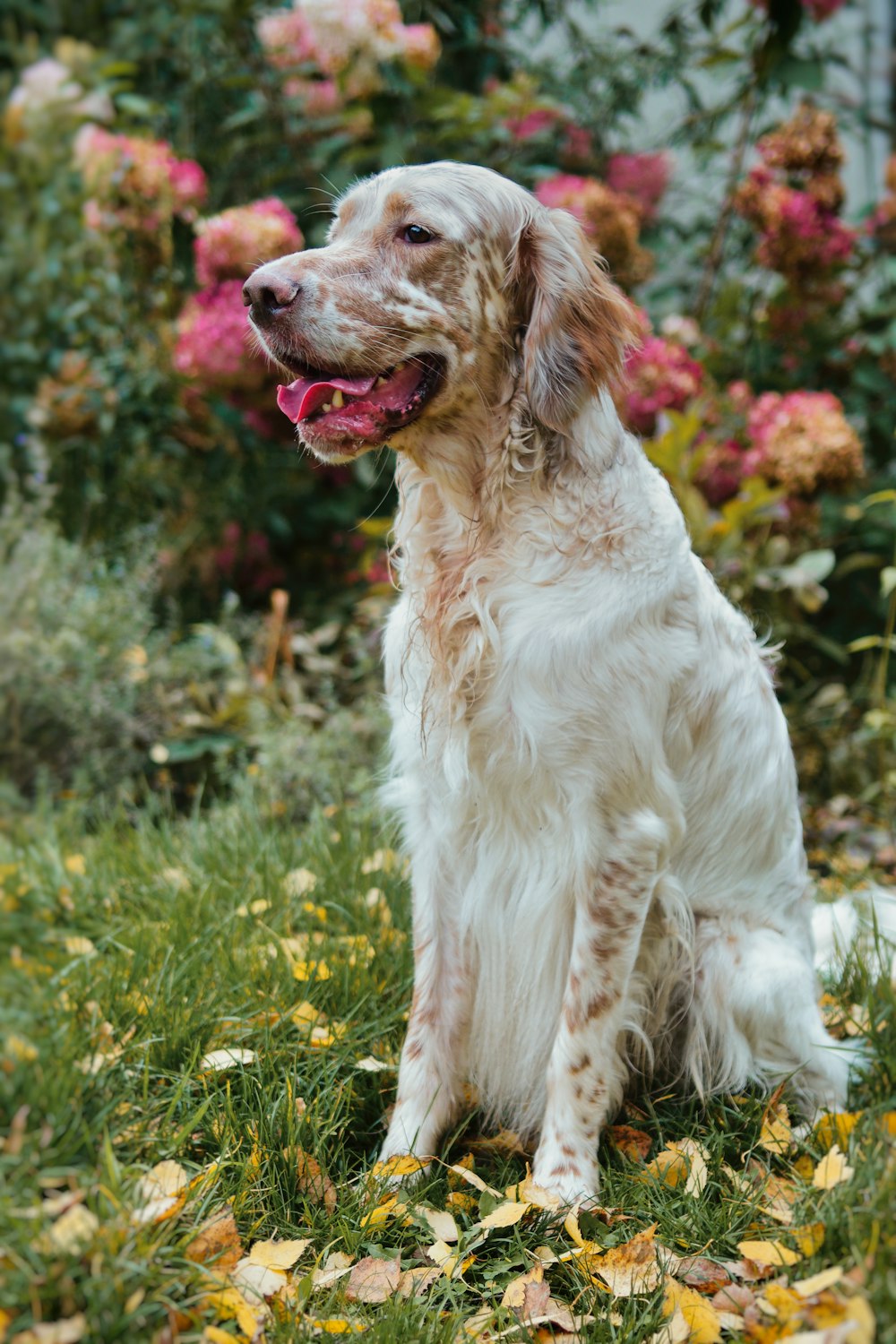 a white and brown dog sitting on top of a lush green field