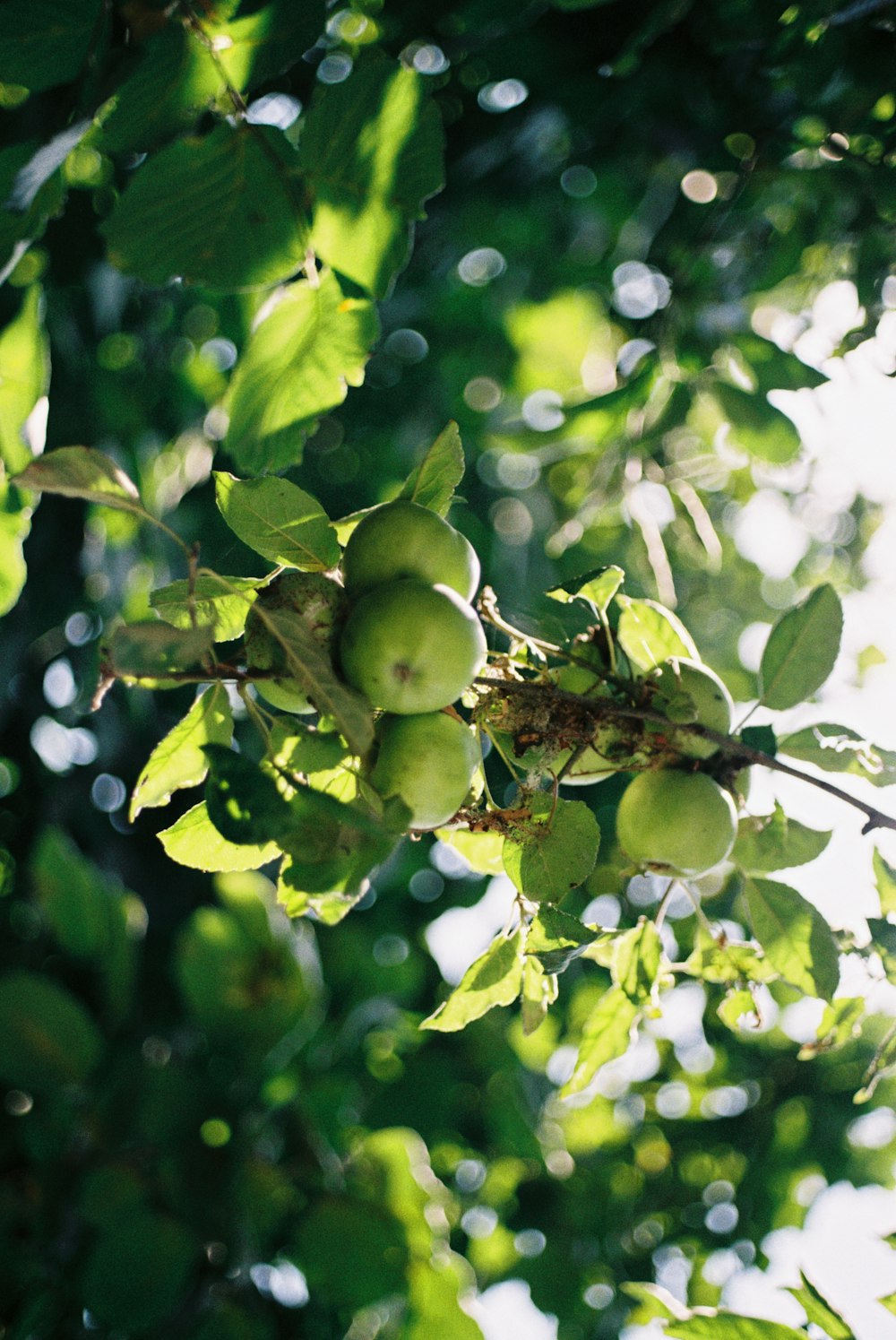 Un mazzo di mele verdi appese a un albero