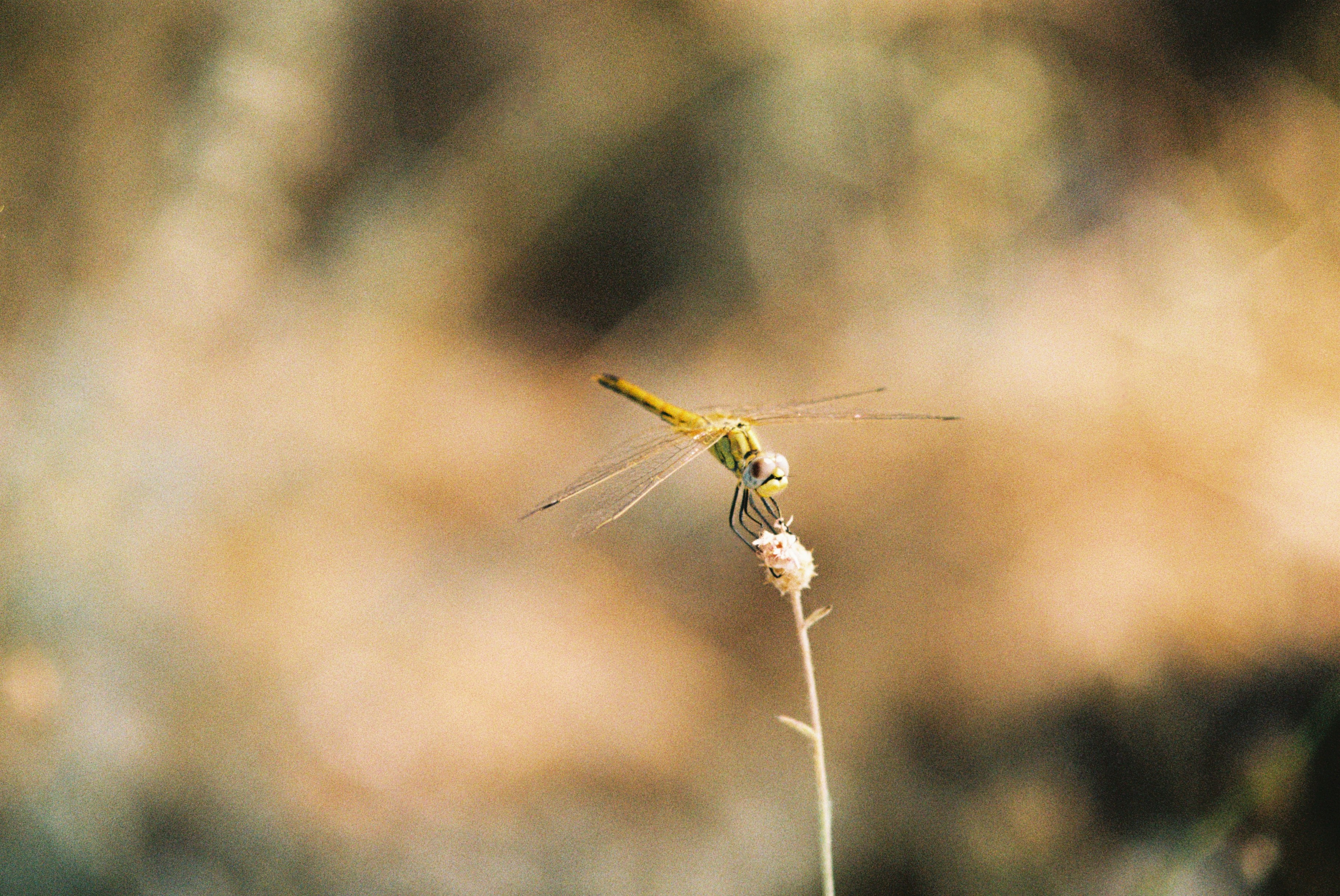 Photo by ivodamjanovski