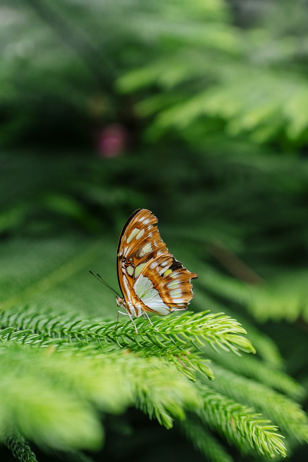 a brown and white butterfly sitting on top of a green plant