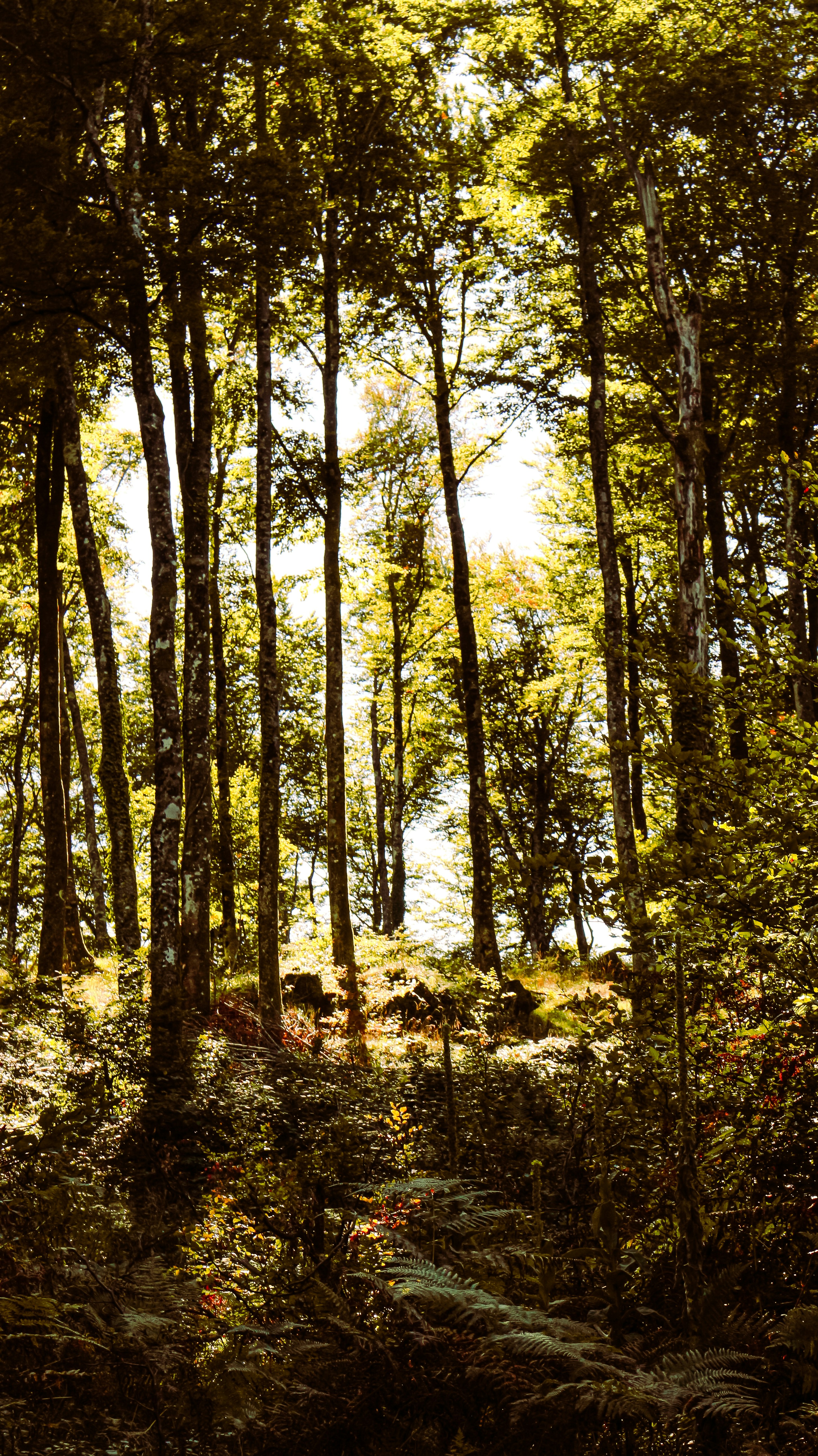 Do Dogwood Trees Grow in the Middle East UpGardening